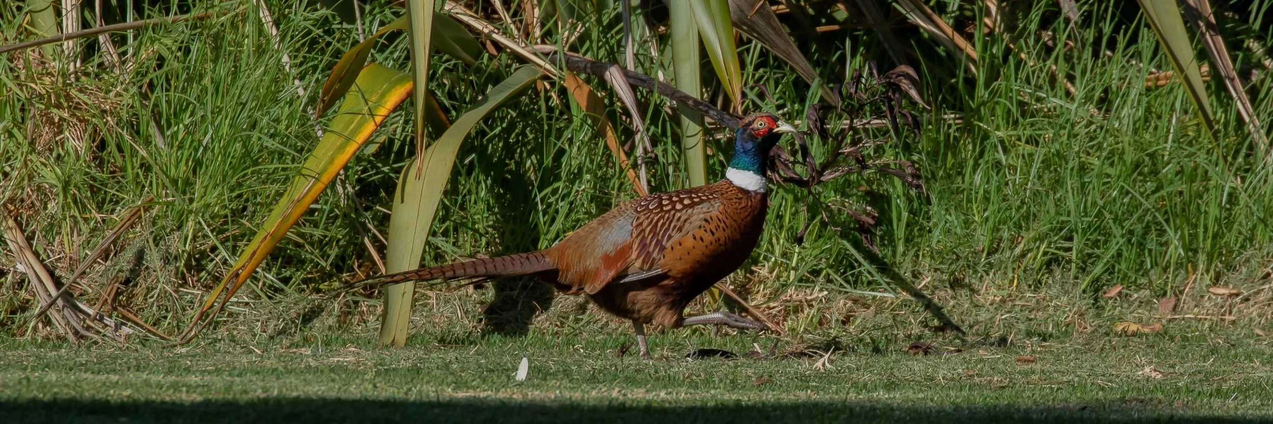 Ring Necked Pheasant,-644.JPG