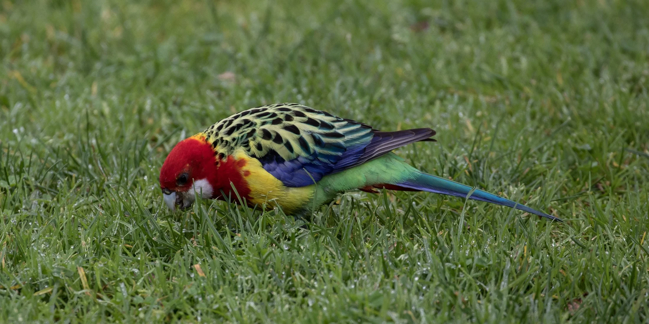 Rosella,-4681.JPG