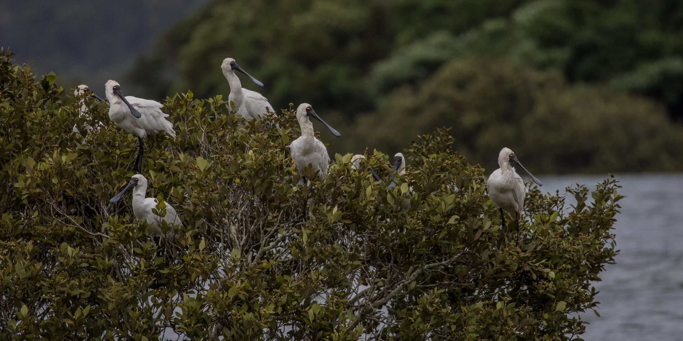Royal Spoonbill,d-3596.jpg