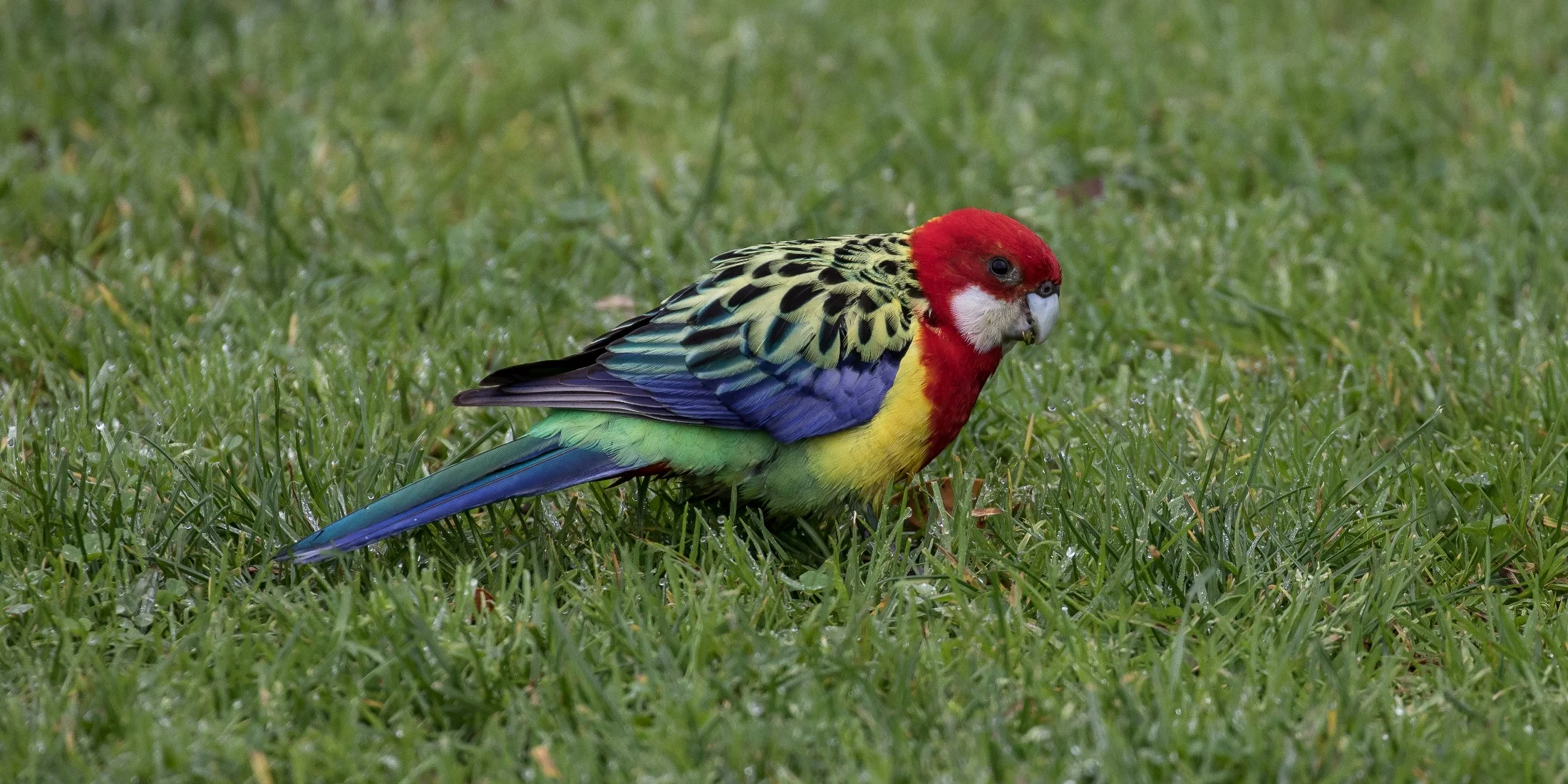 Rosella,-4692.JPG