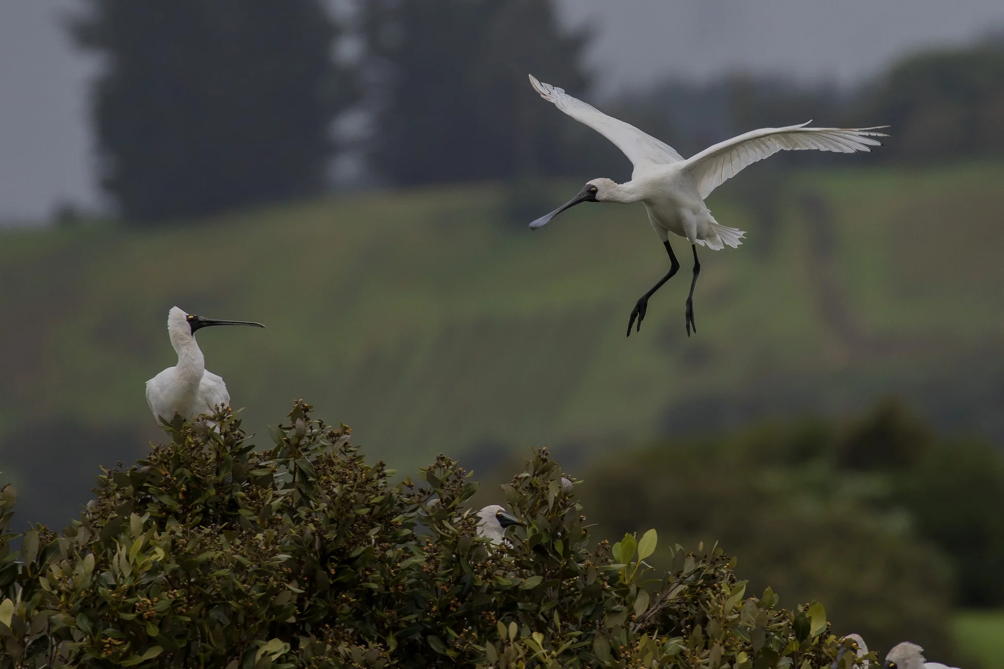 Royal Spoonbill,d-3617.jpg