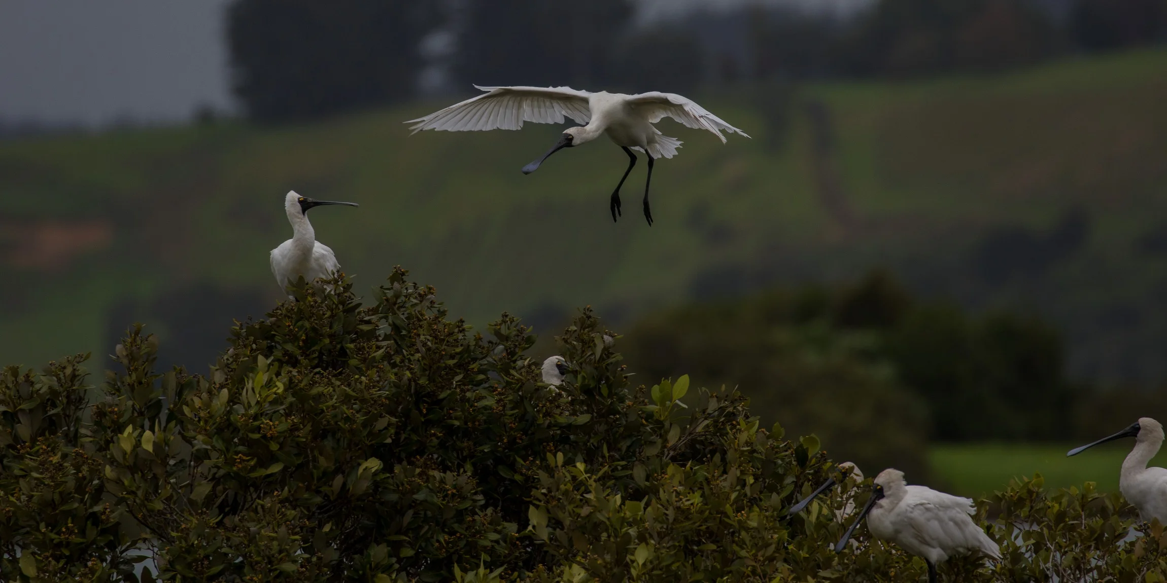 Royal Spoonbill,d-3618.jpg