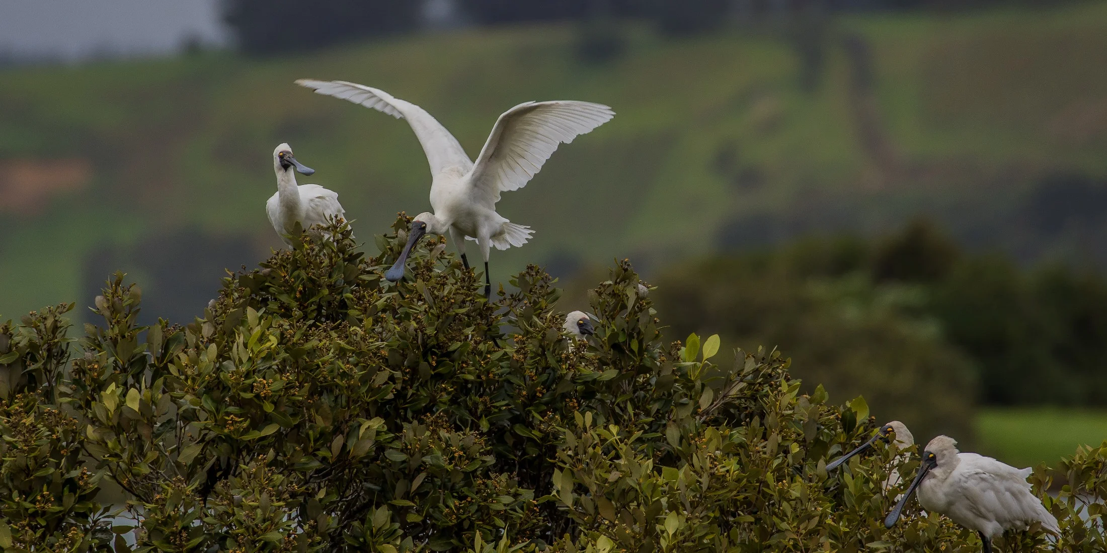 Royal Spoonbill,d-3622.jpg