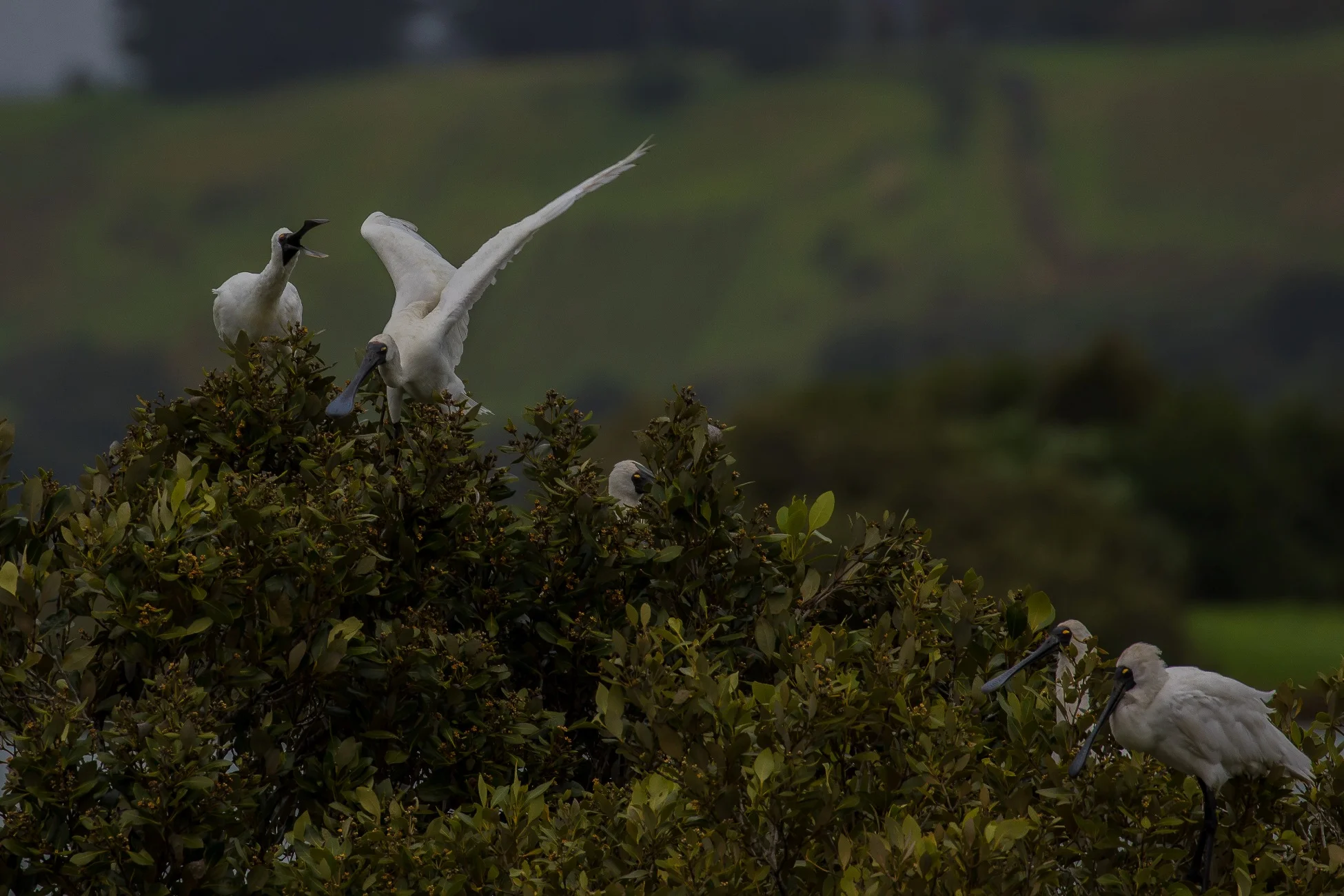 Royal Spoonbill,d-3625.jpg