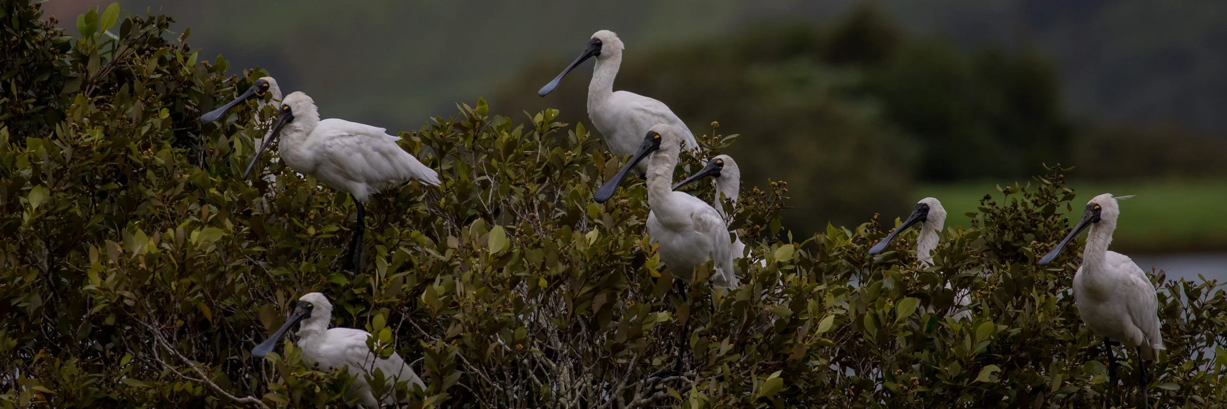 Royal Spoonbill,d-3628.jpg