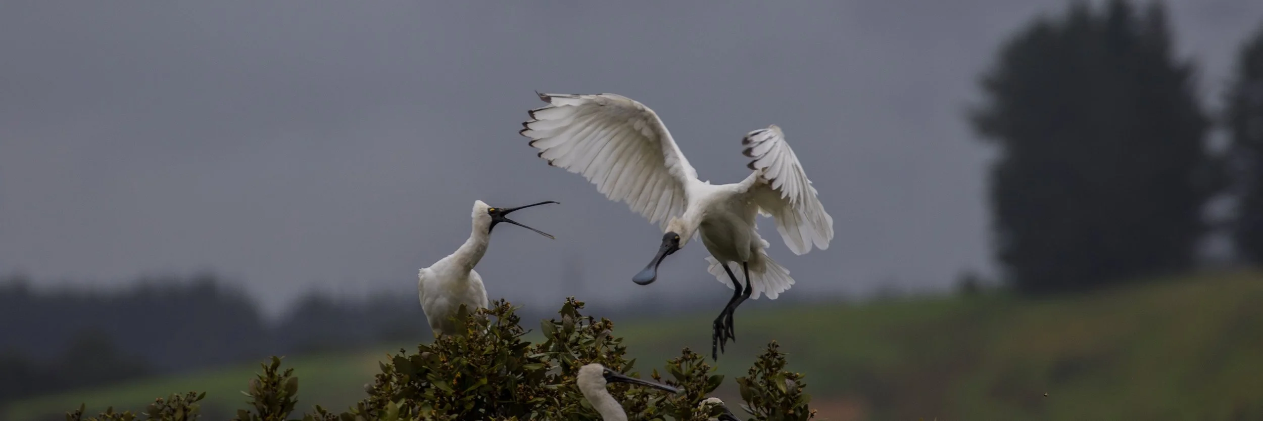 Royal Spoonbill,d-3637.jpg