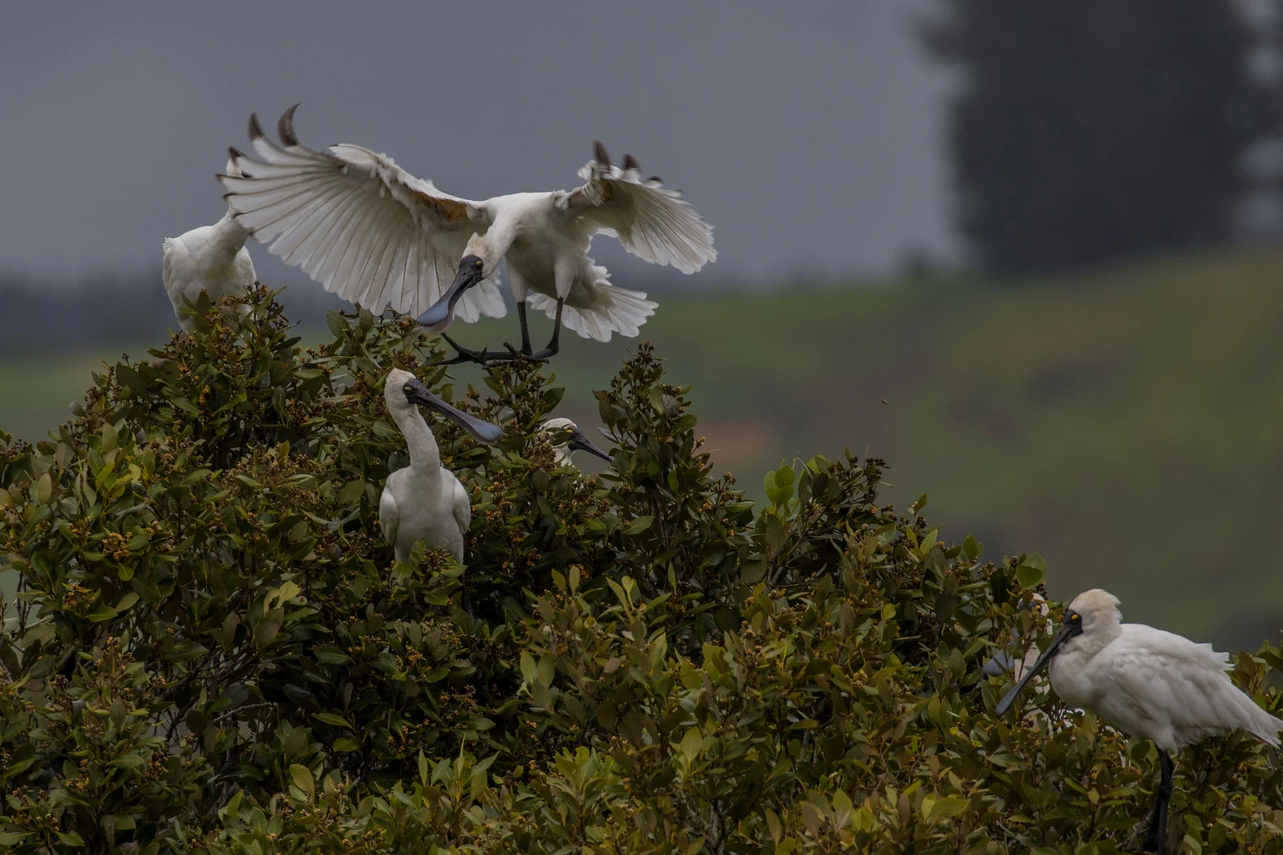 Royal Spoonbill,d-3638.jpg