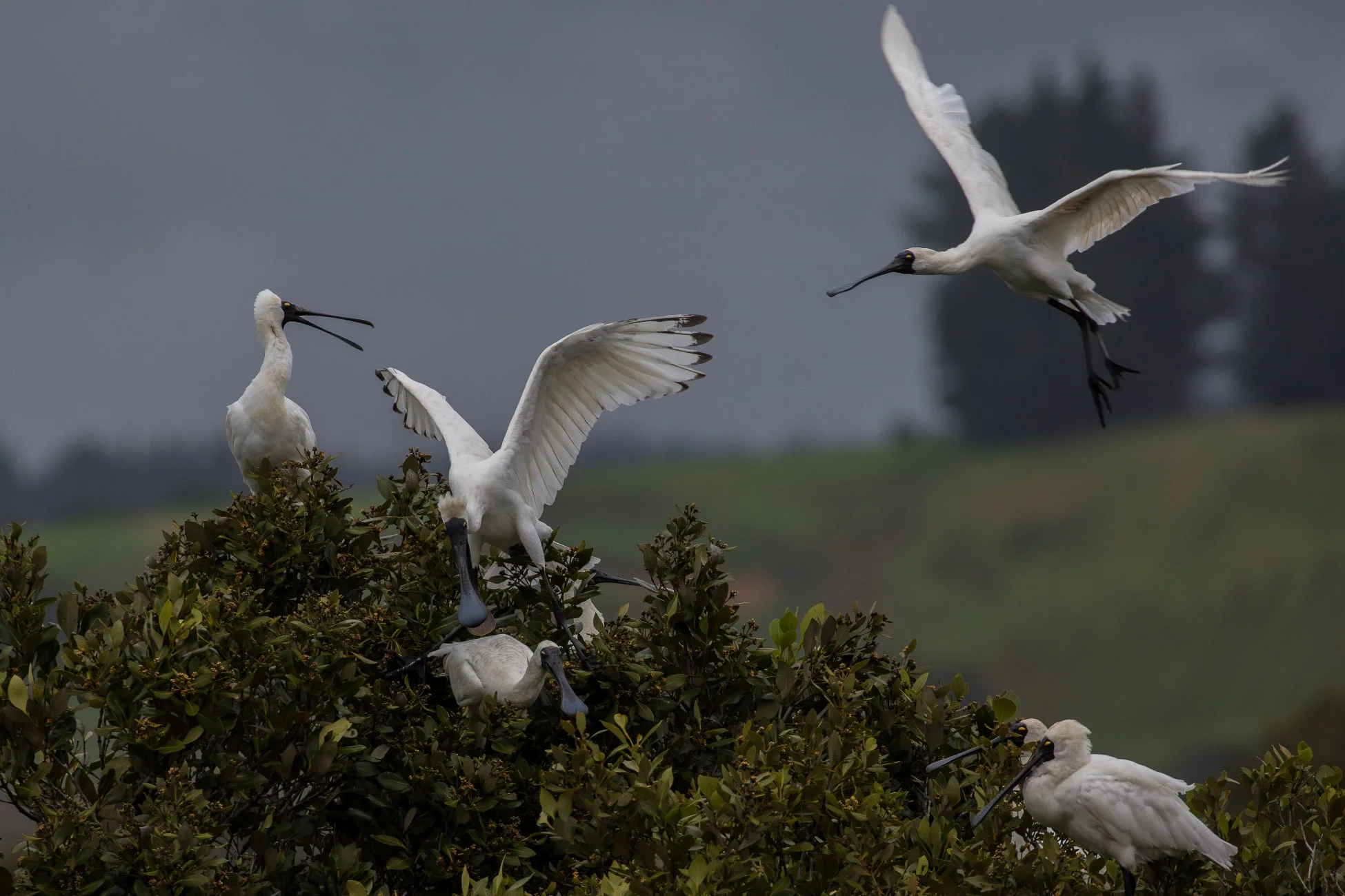 Royal Spoonbill,d-3641.jpg
