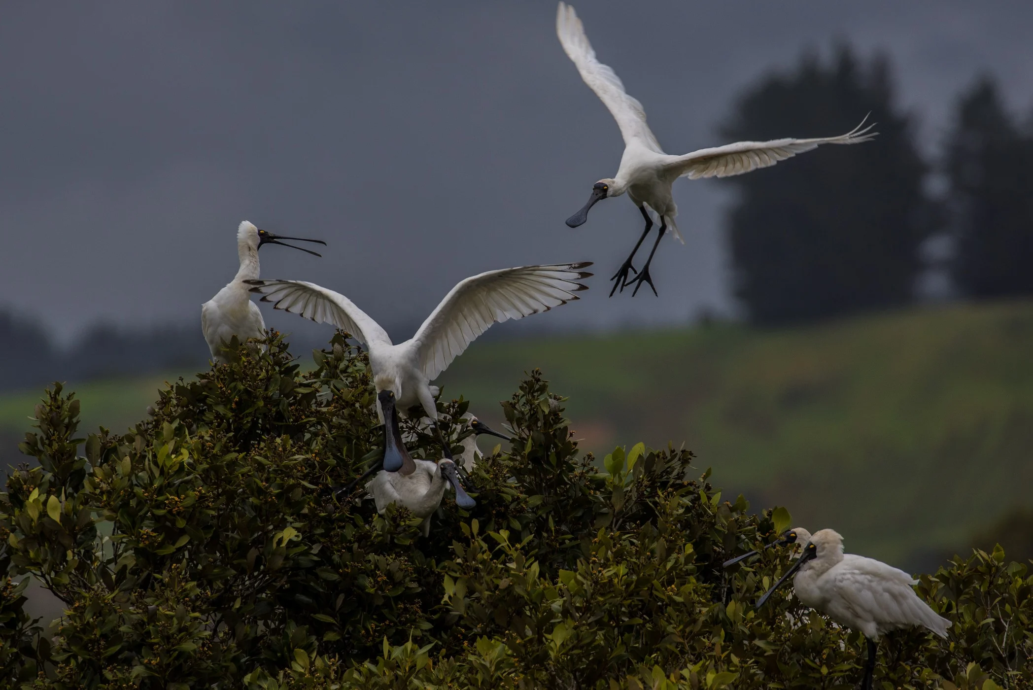 Royal Spoonbill,d-3642.jpg