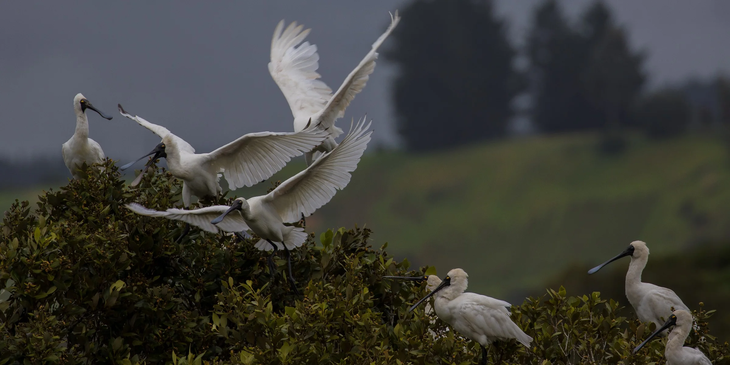 Royal Spoonbill,d-3644.jpg