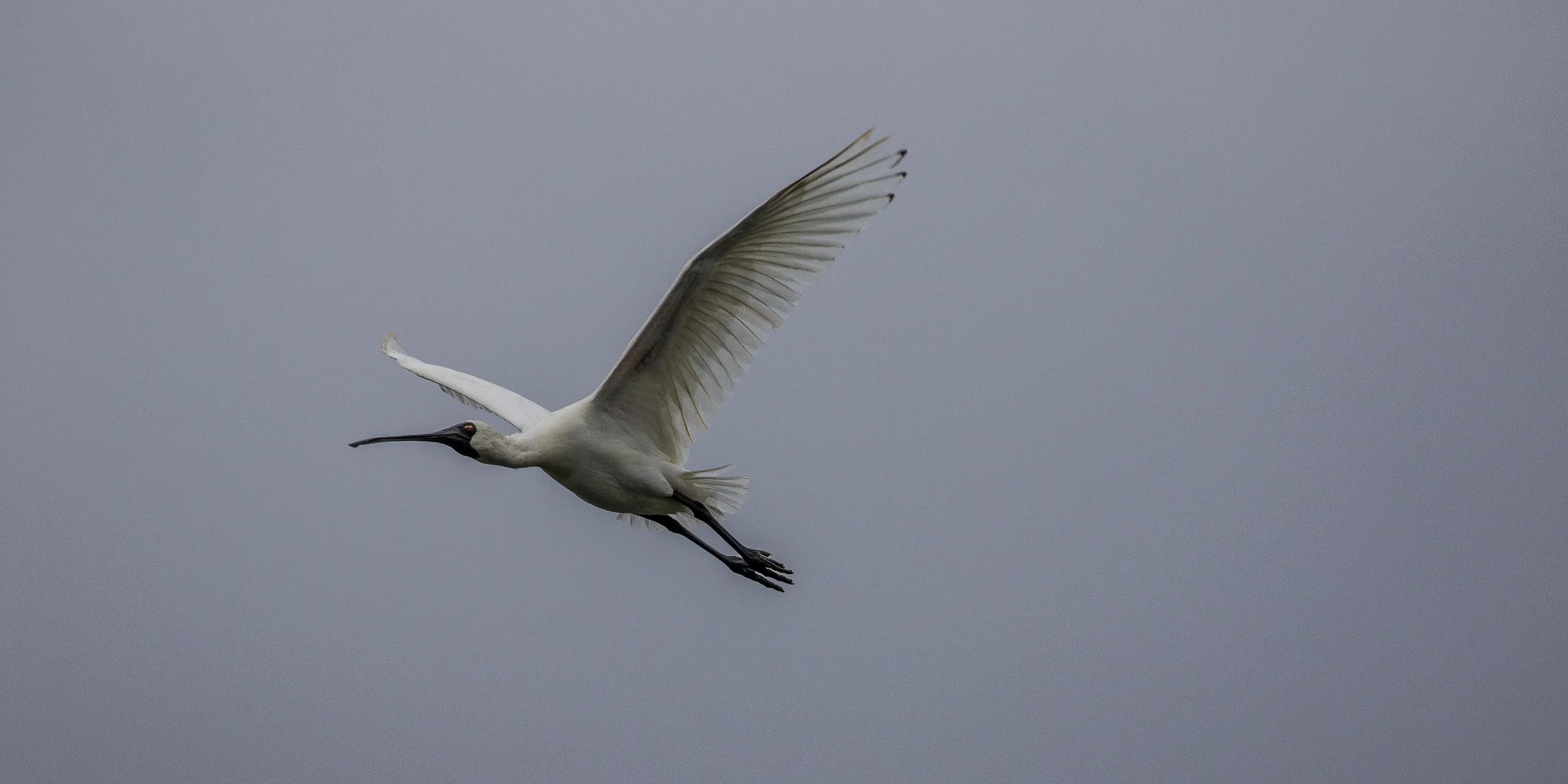 Royal Spoonbill,d-3657.jpg