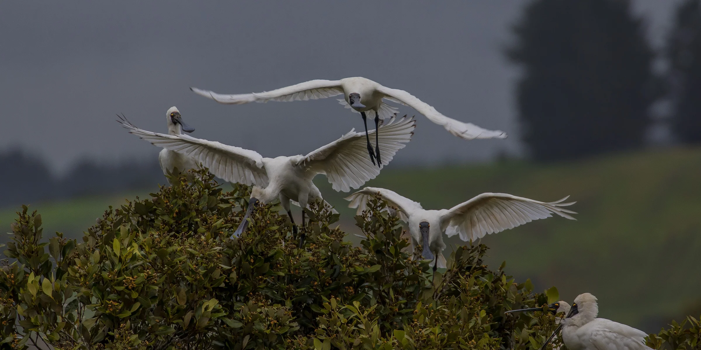 Royal Spoonbill,d-3650.jpg