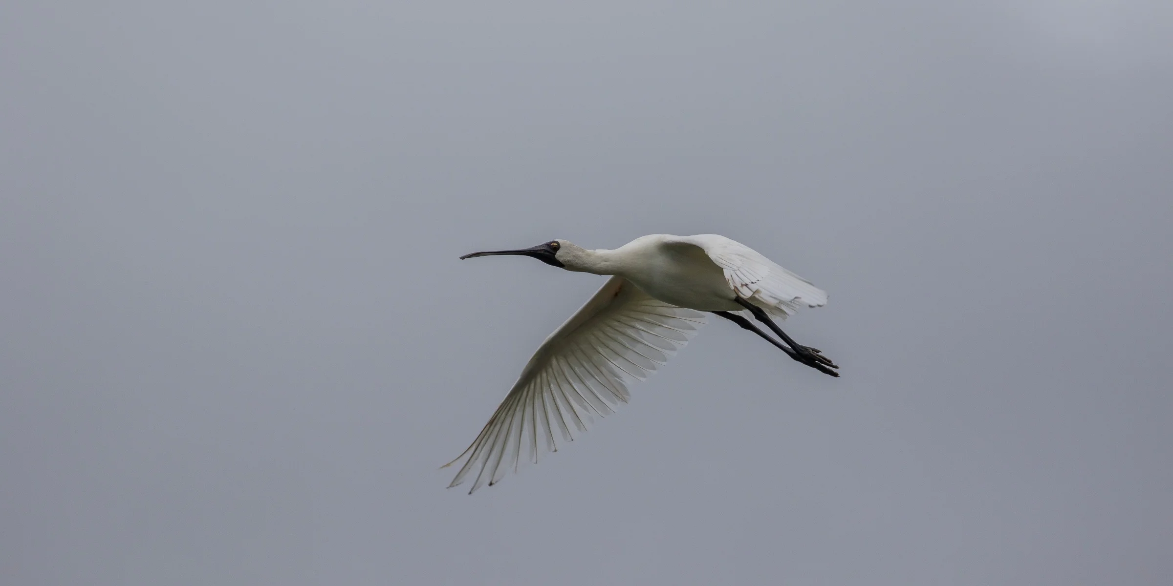 Royal Spoonbill,d-3658.jpg
