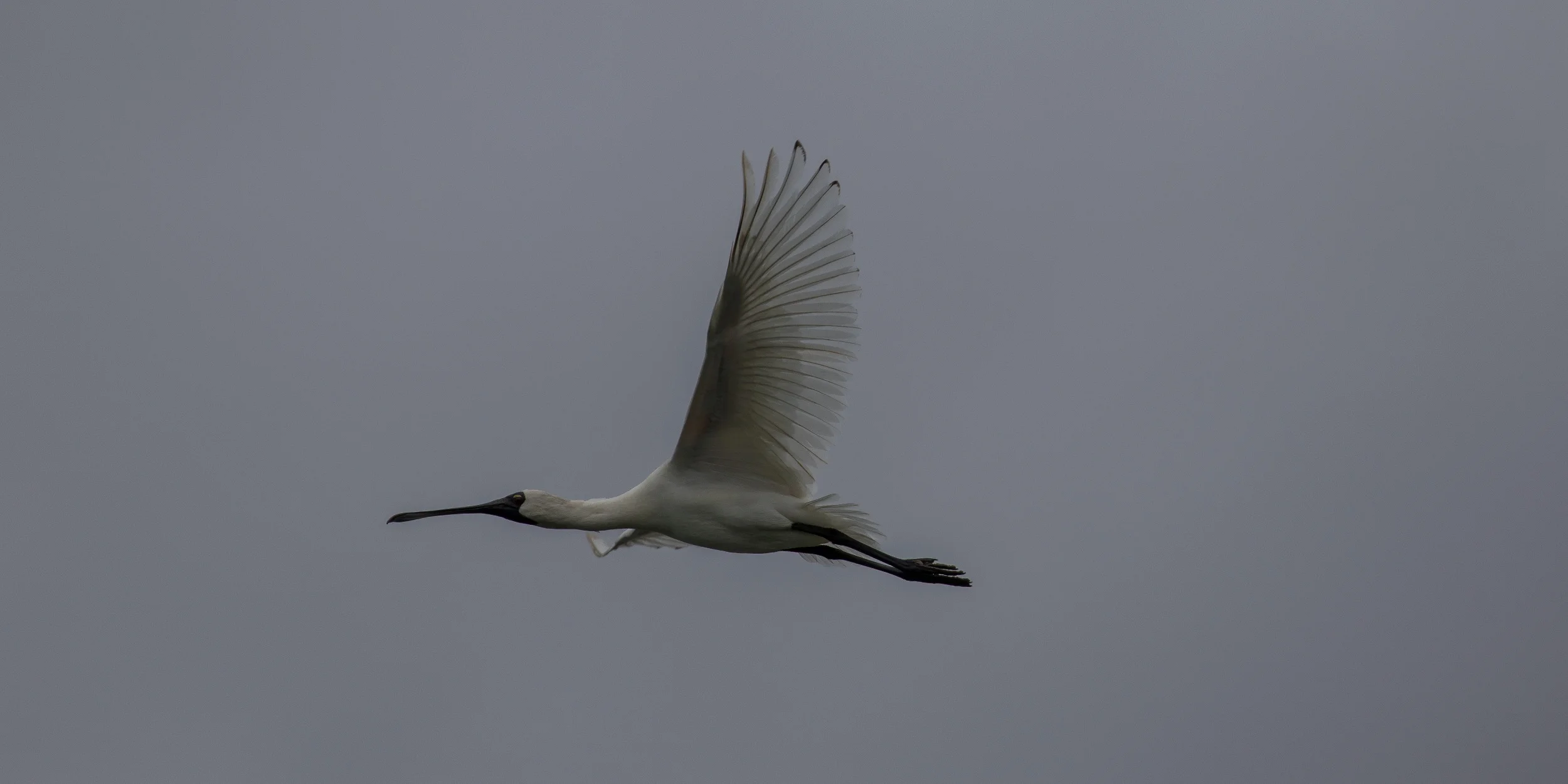 Royal Spoonbill,d-3660.jpg