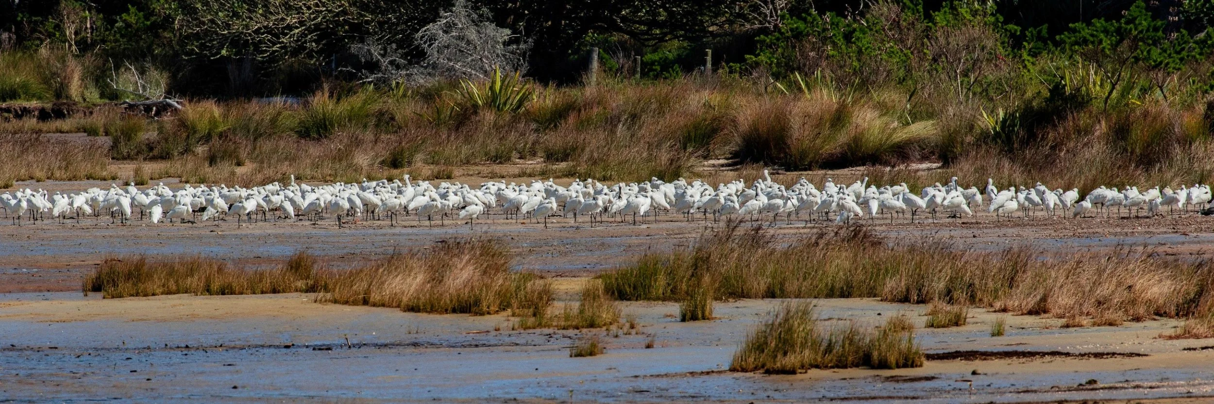 Royal Spoonbills,-517.JPG