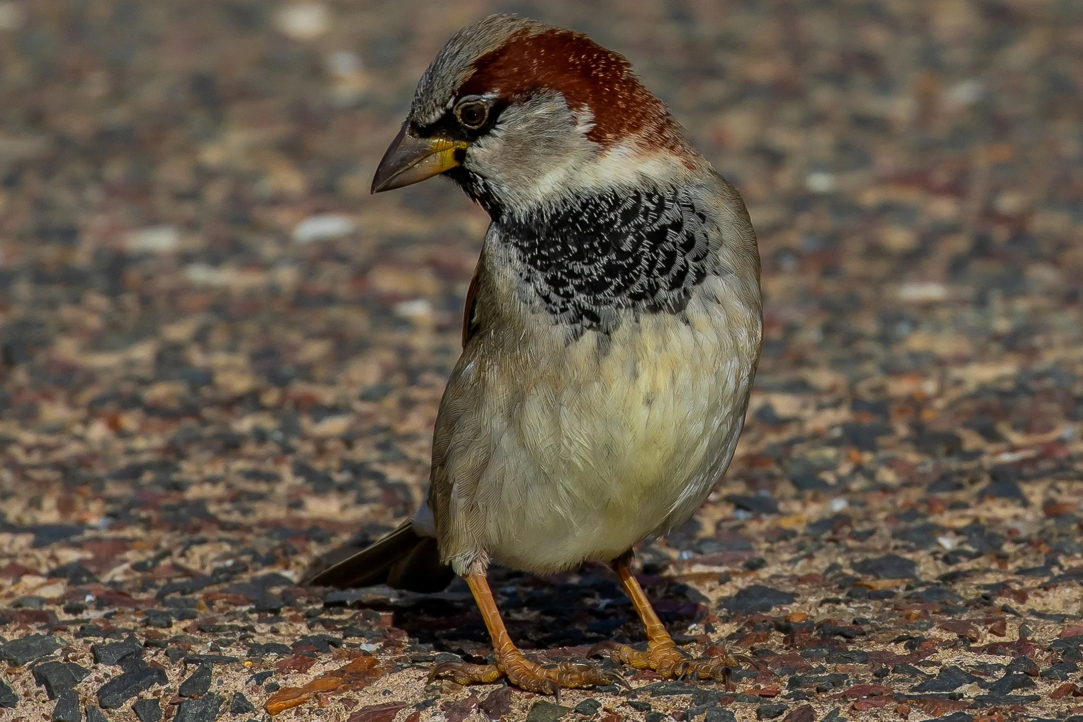 Sparrow,-018.JPG