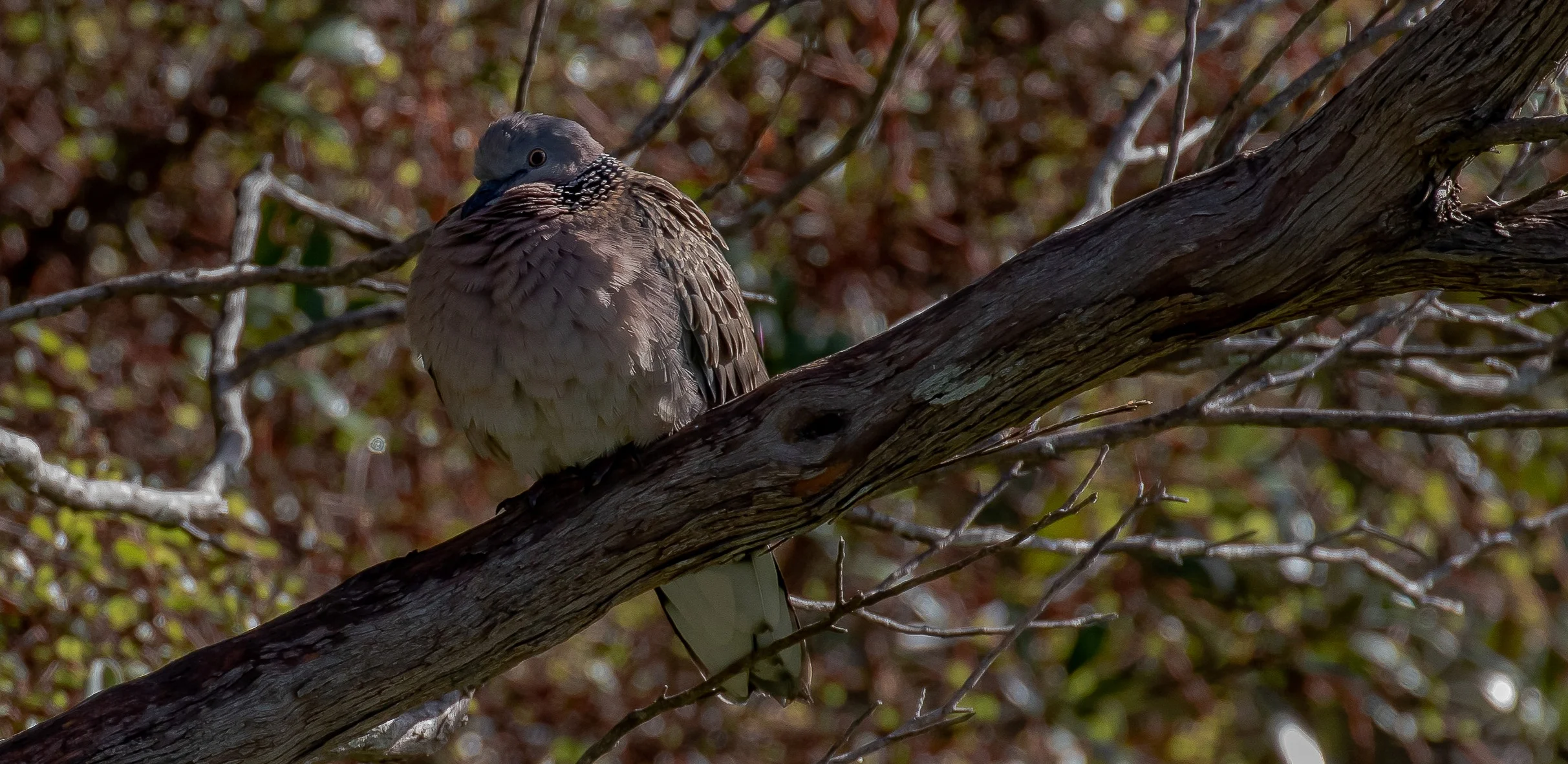Spotted Dove,-0596.JPG