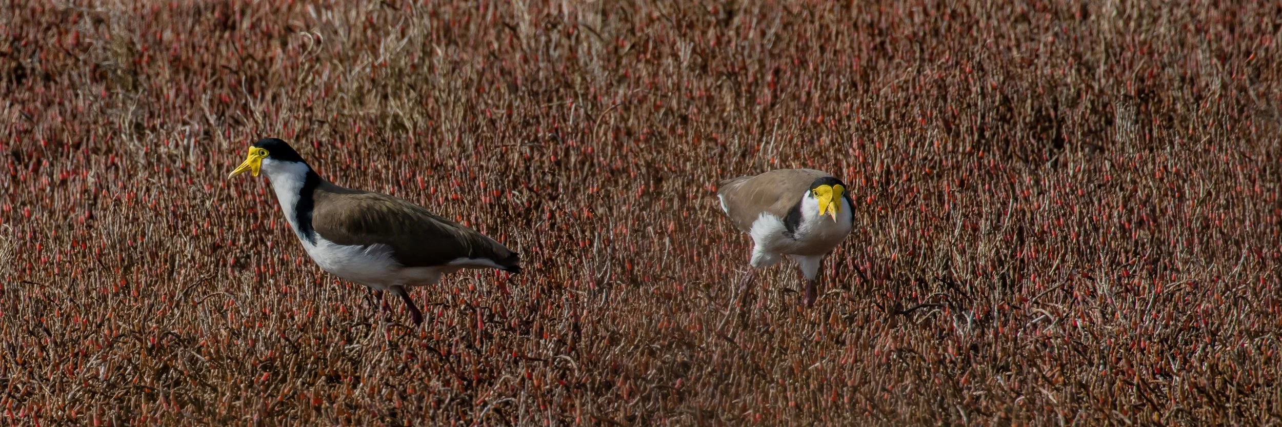 Spur Winged Plover,-9655.jpg