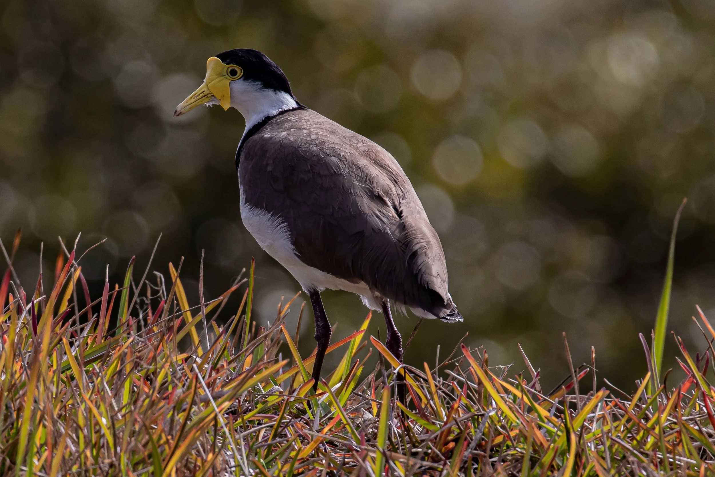 Spur Winged Plover,-9670.jpg