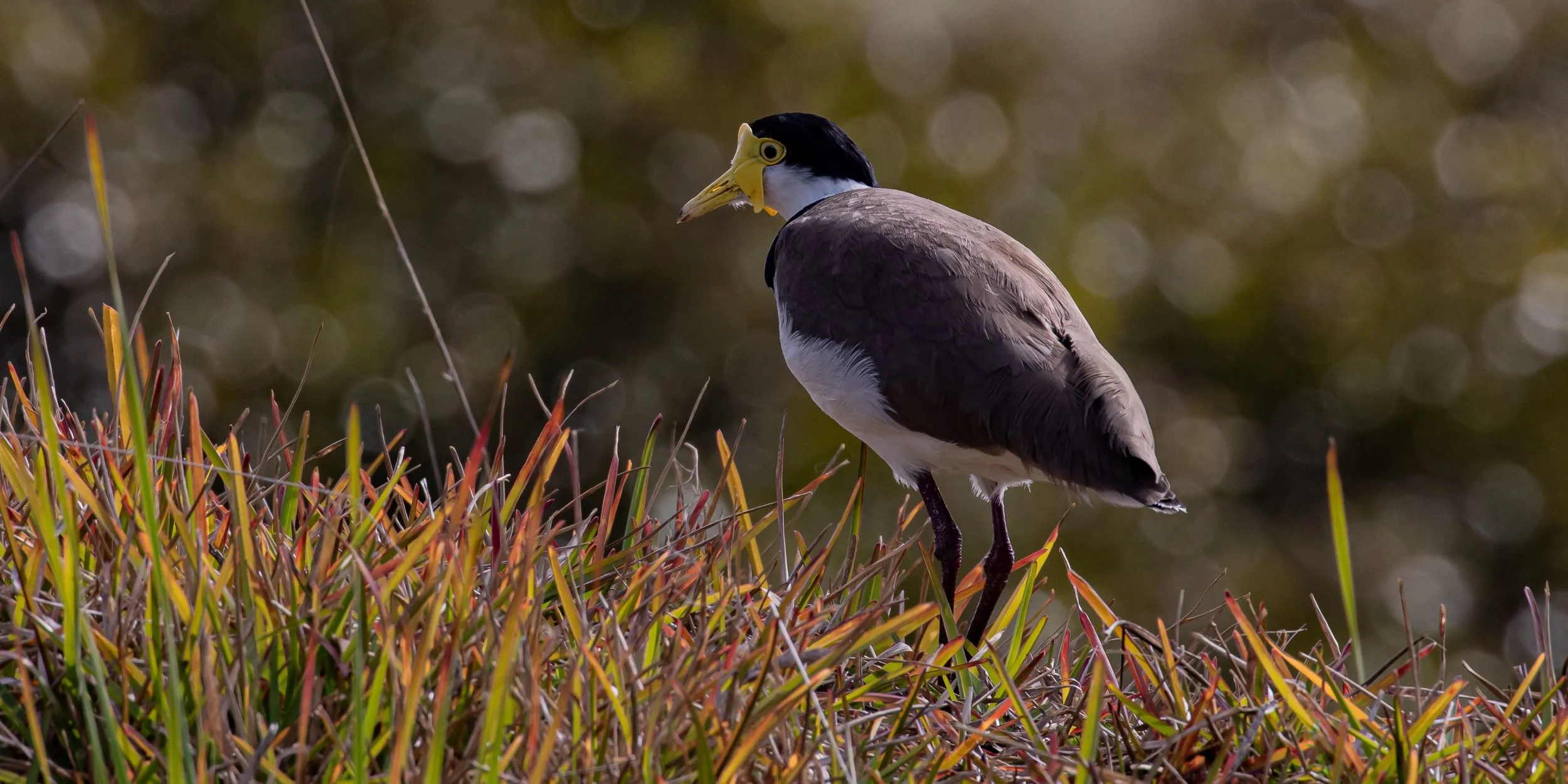 Spur Winged Plover,-9672.jpg