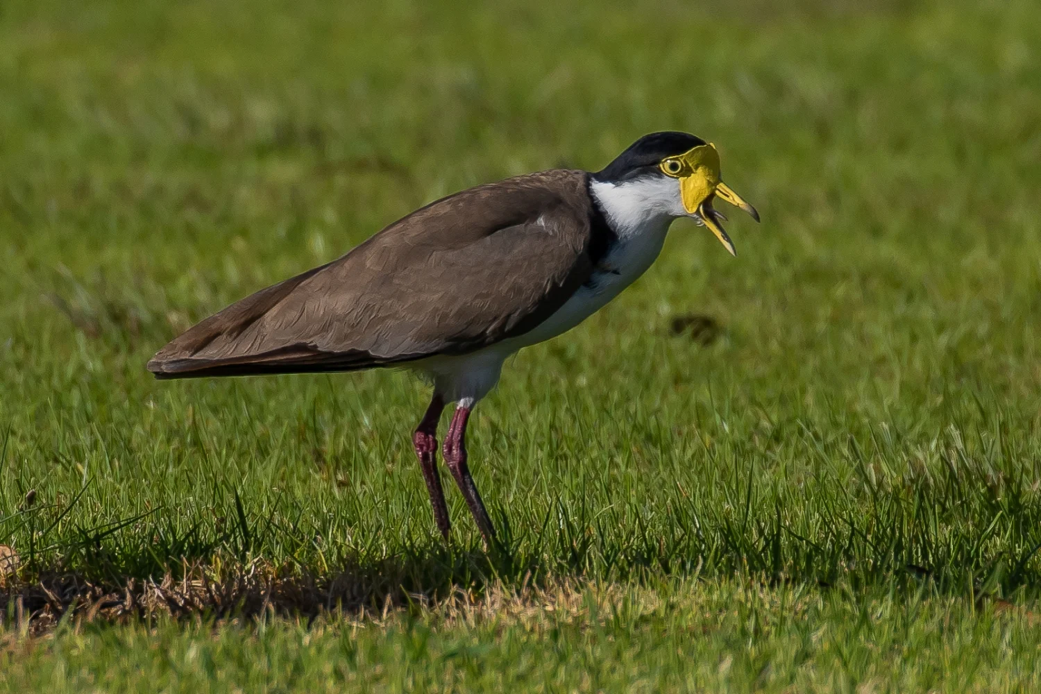 Spur Winged Plover,sm,-199.JPG