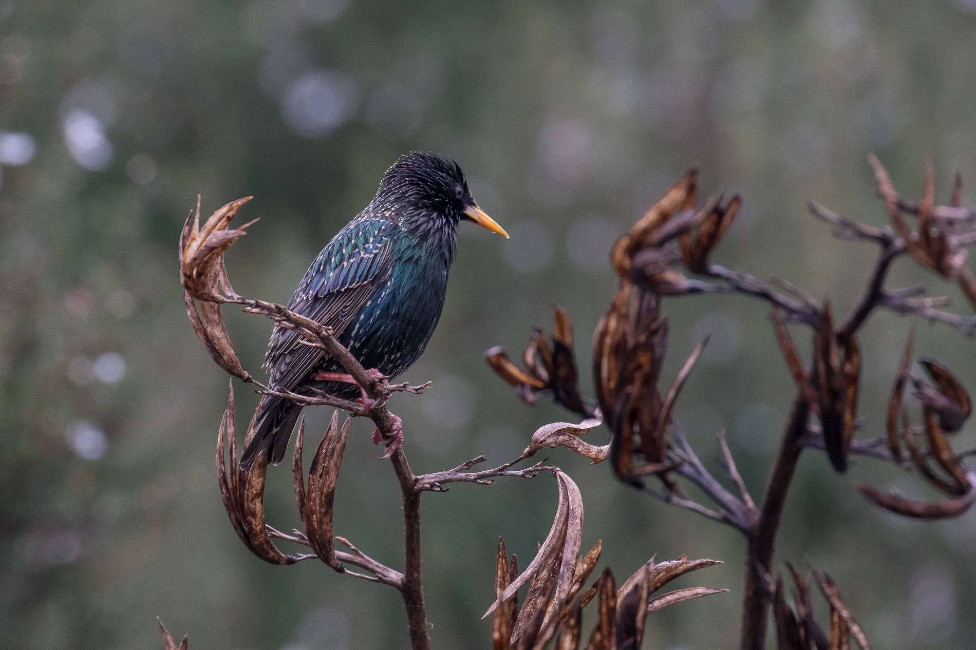 Starling,-4710.JPG
