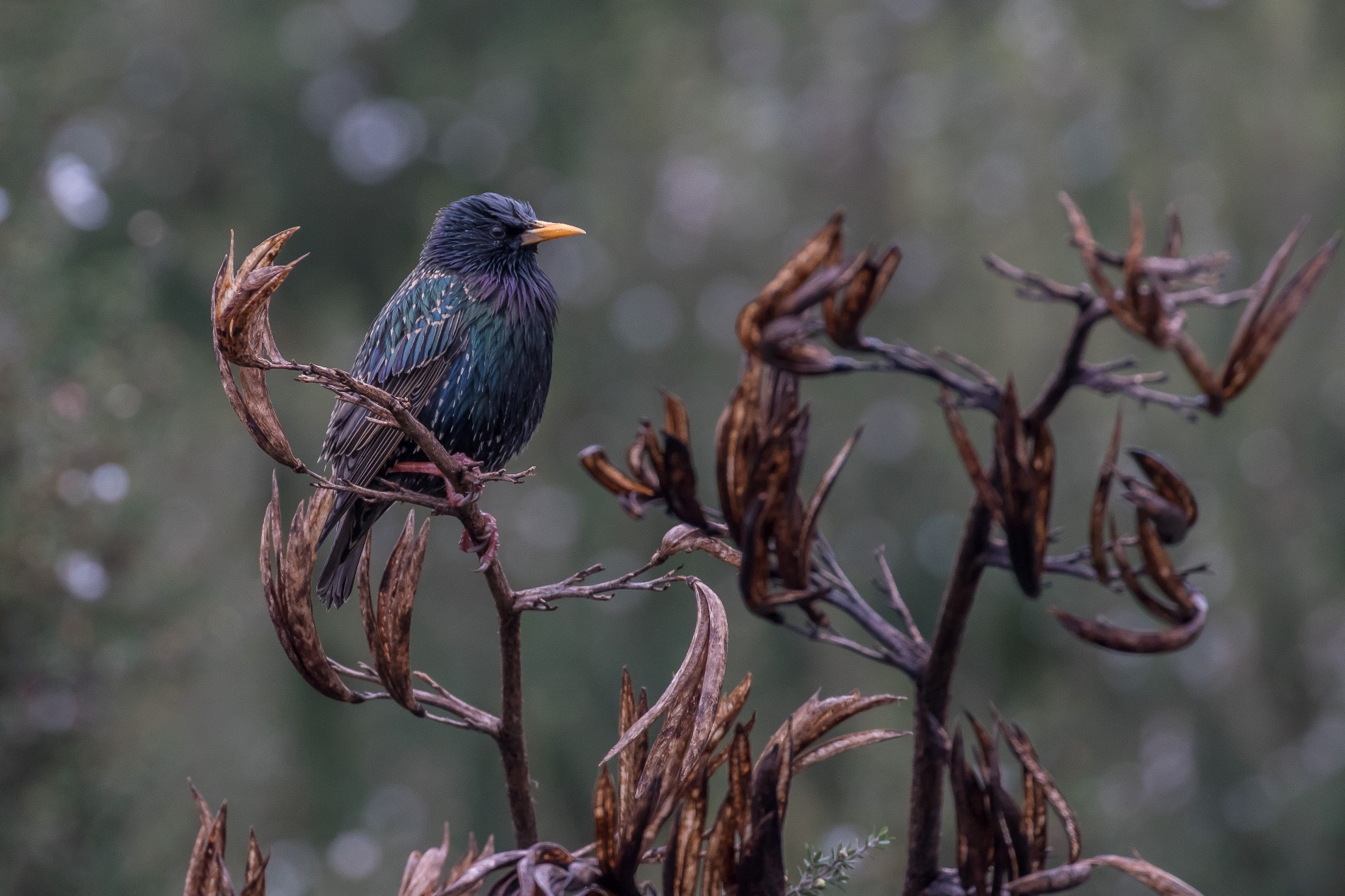 Starling,-4712.JPG