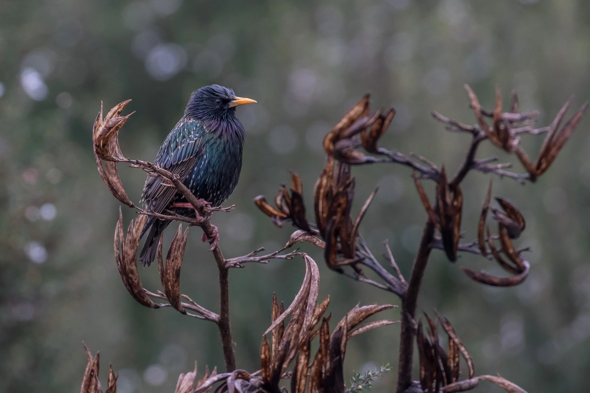 Starling,-4712.JPG