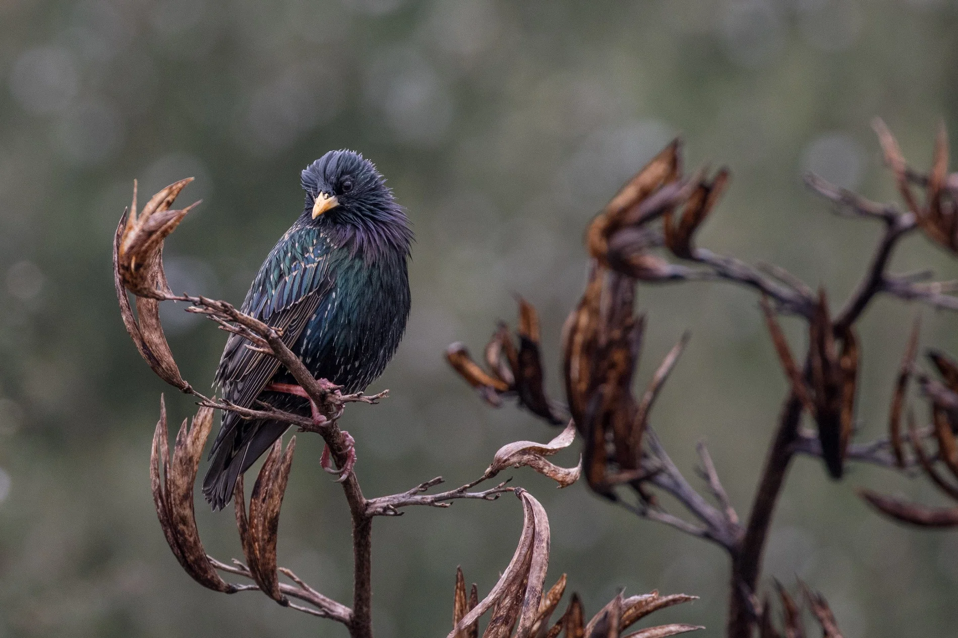 Starling,-4715.JPG