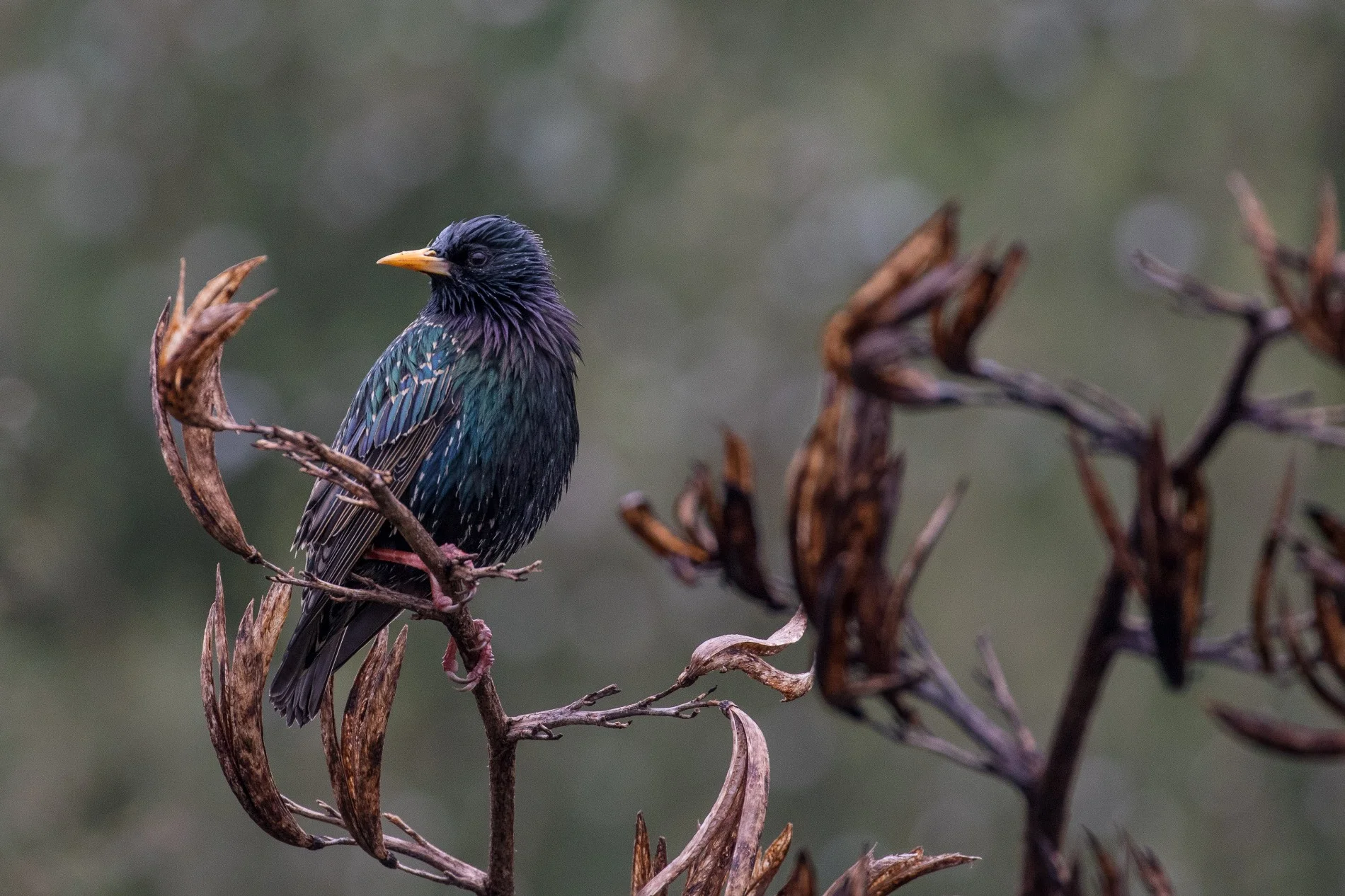 Starling,-4716.JPG
