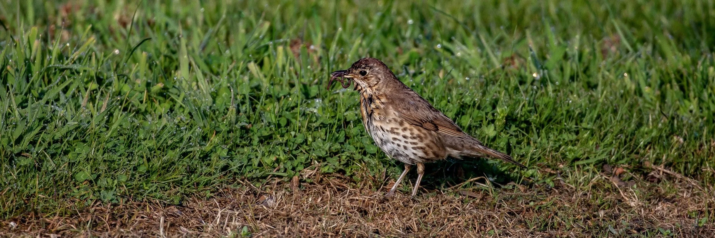 Thrush,-1360.JPG