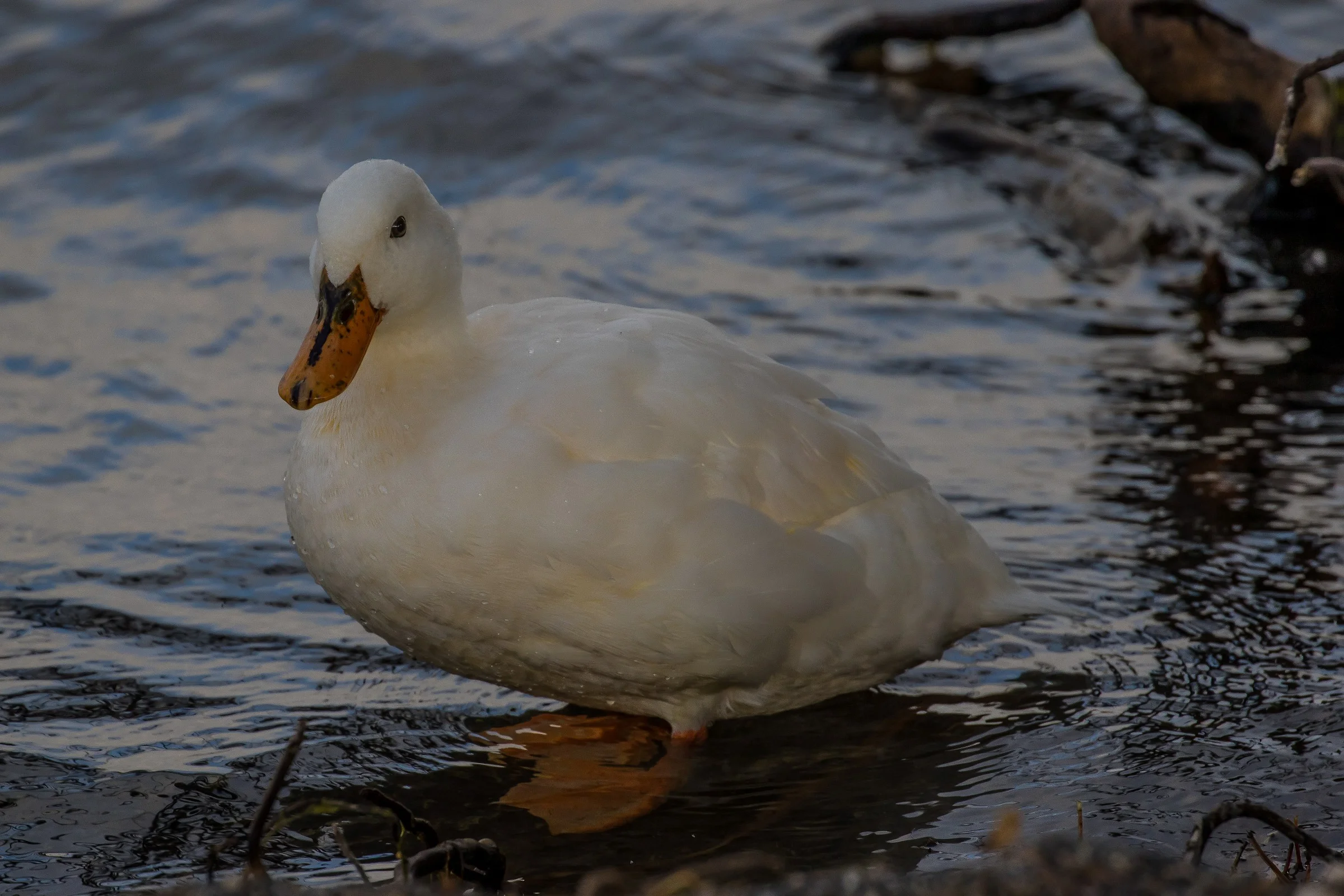 White Duck,-387.JPG