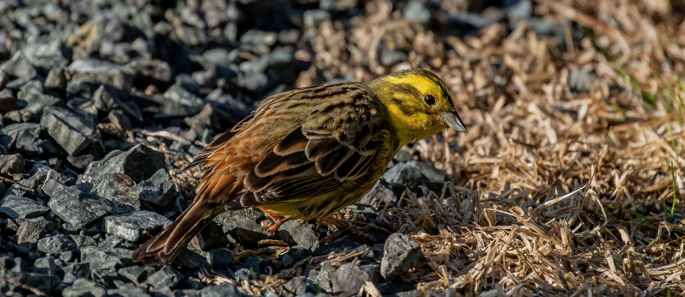 Yellowhammer,-126.JPG