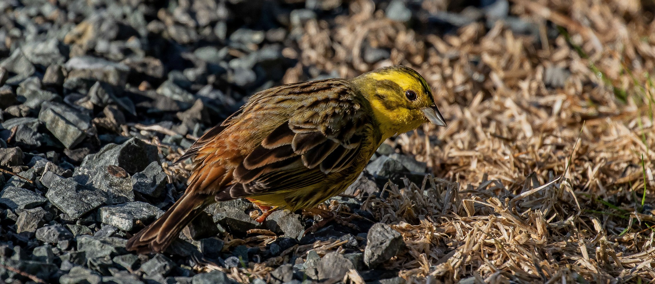 Yellowhammer,-126.JPG