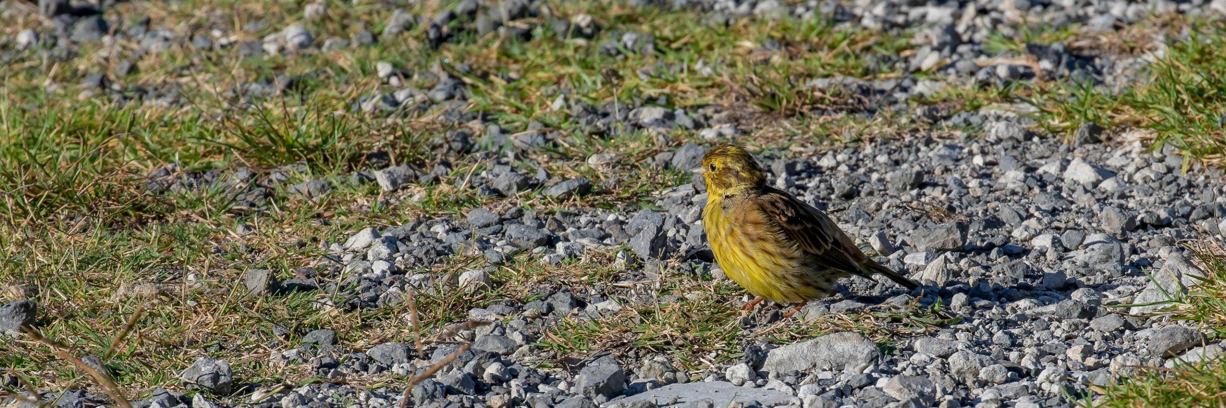 Yellowhammer,-120.JPG
