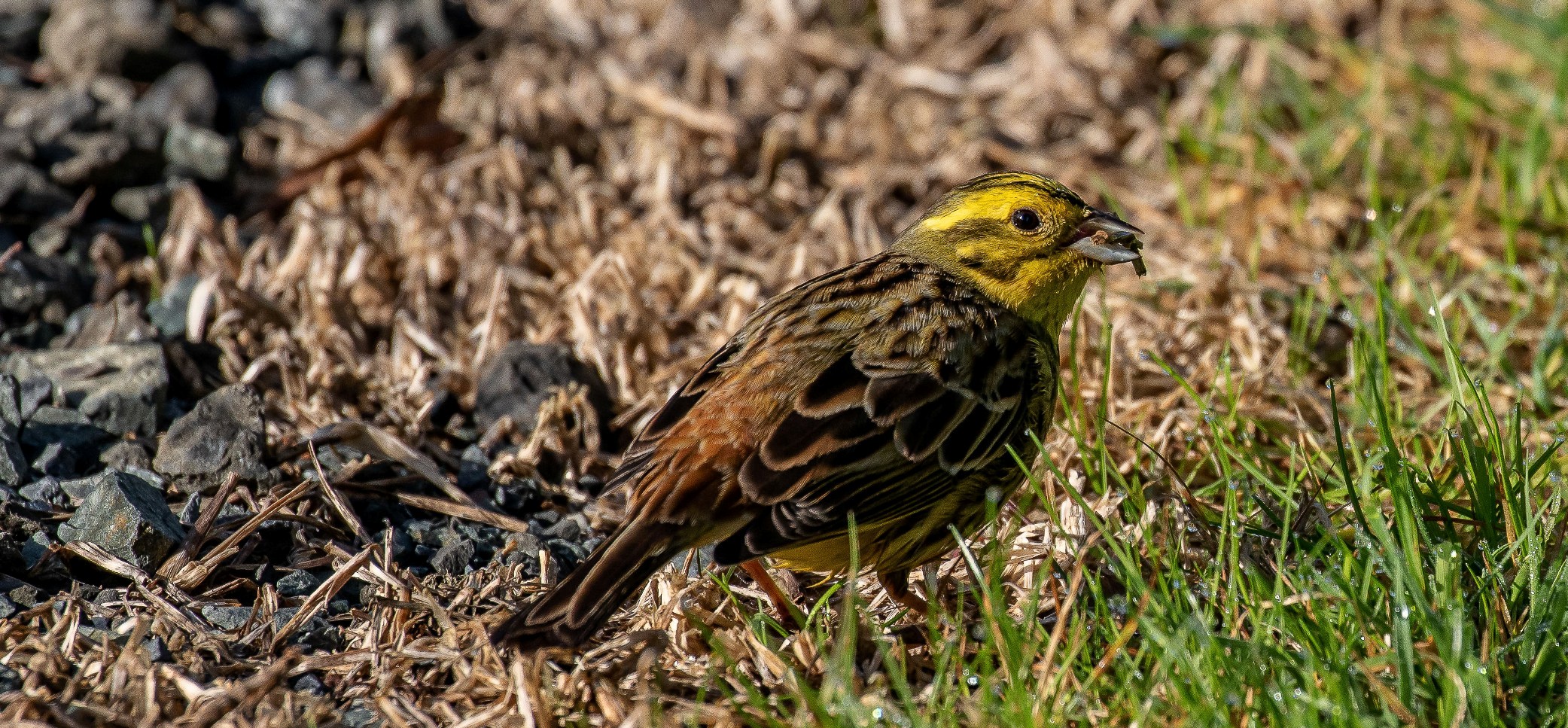 Yellowhammer,-129.JPG