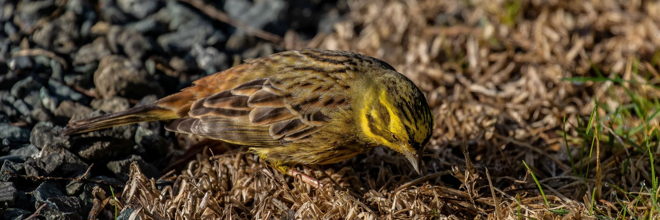 Yellowhammer,-140.JPG