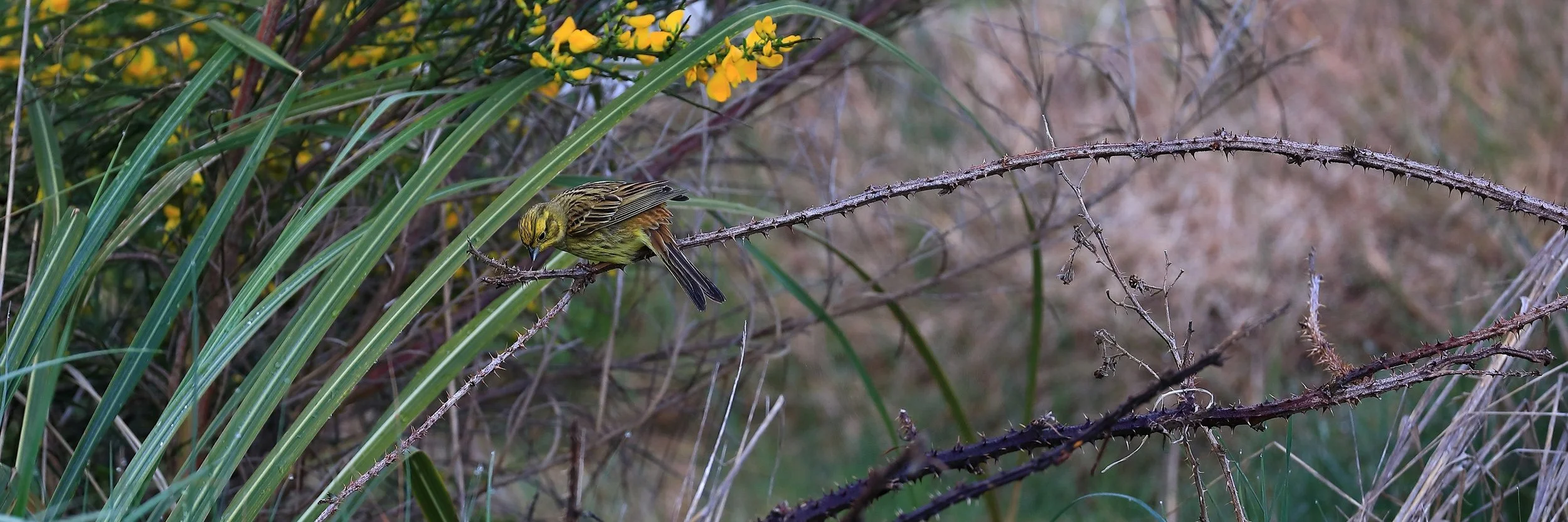 Yellowhammer,Horopito,-741.JPG