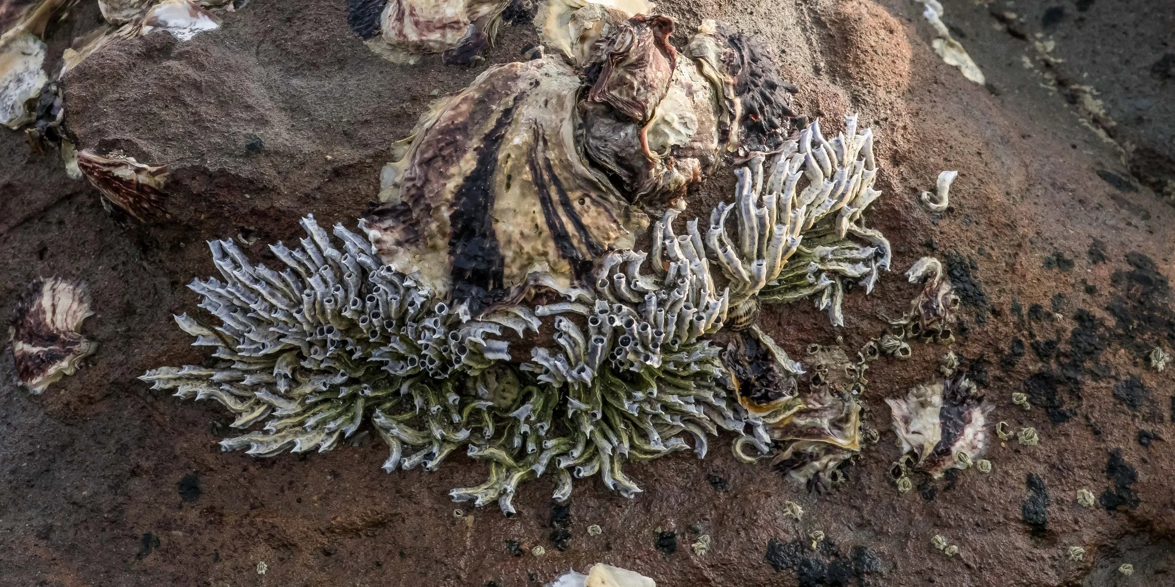 Tube Worm,Stanmore Bay,-302.JPG