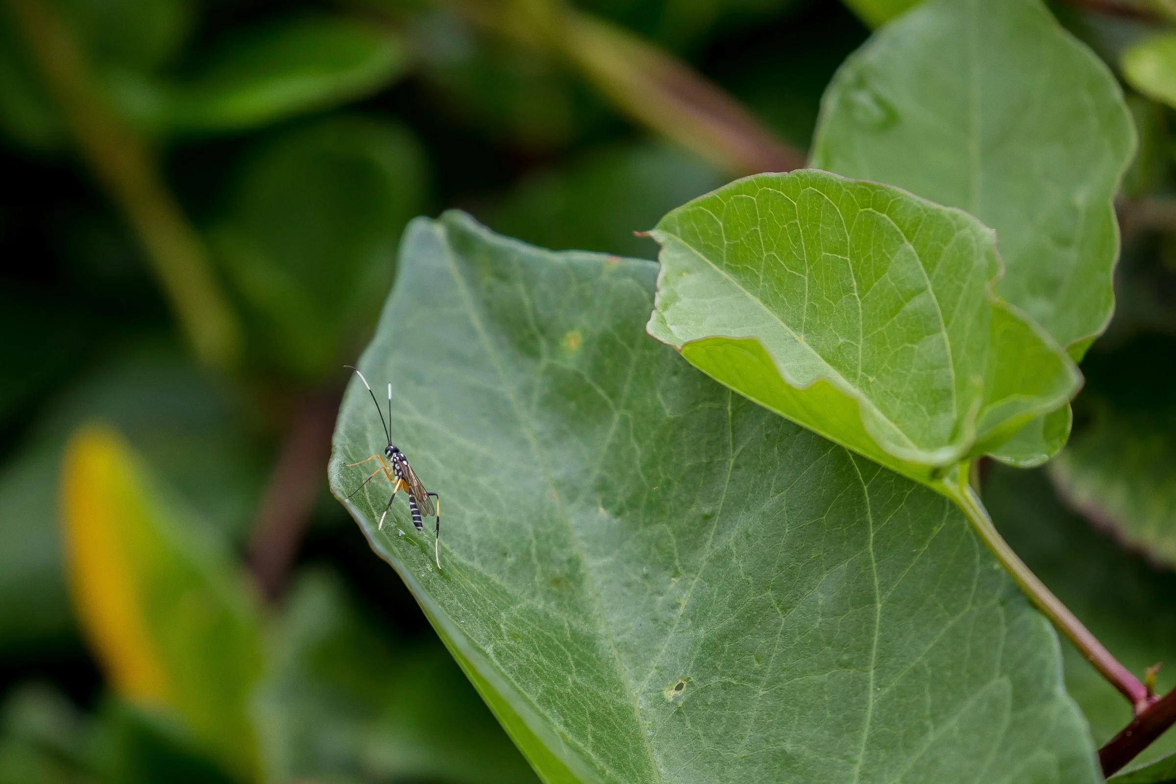 Leafroller ichneumonid wasp,-371.JPG