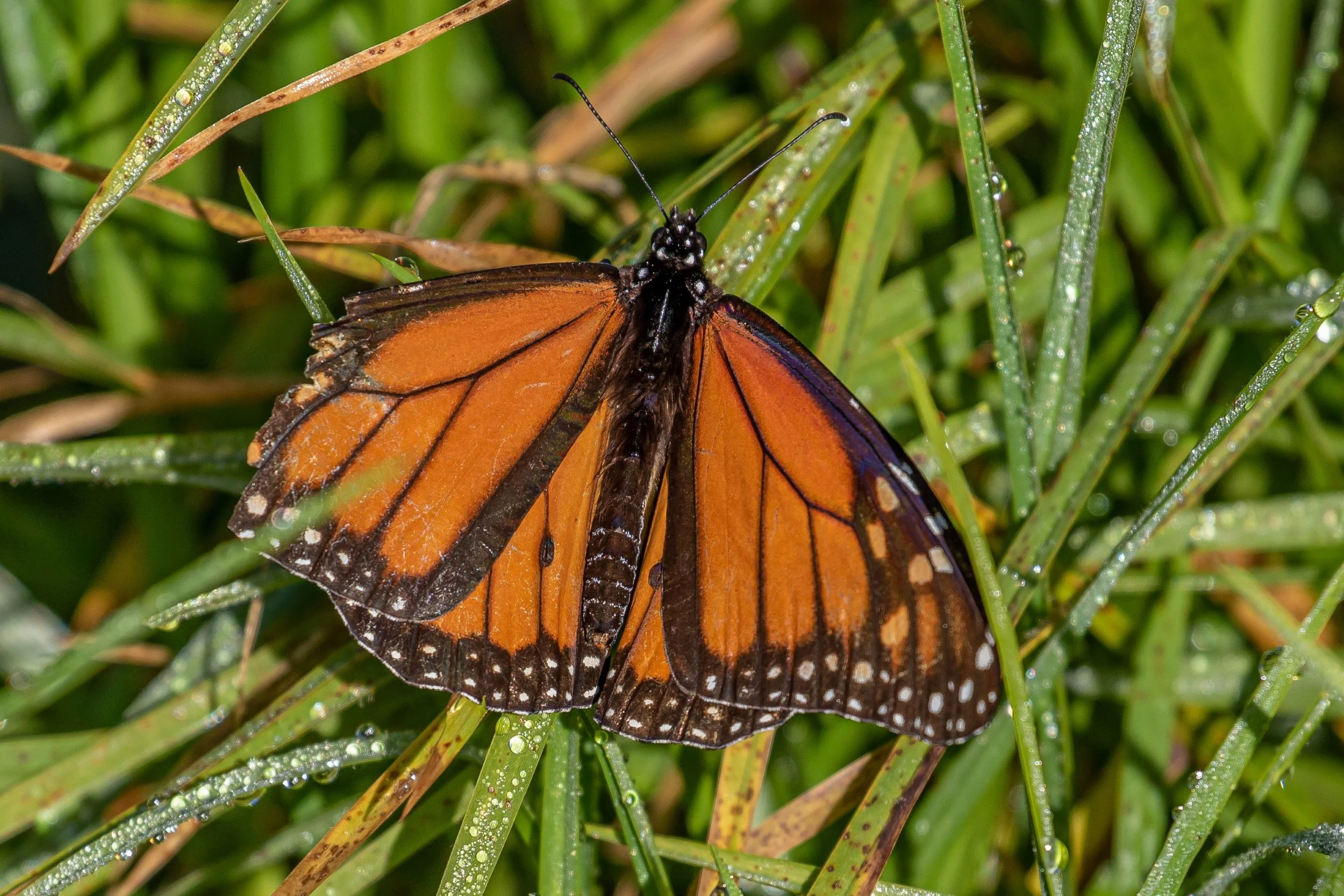 Monarch Butterfly,Kahuku,-383.jpg