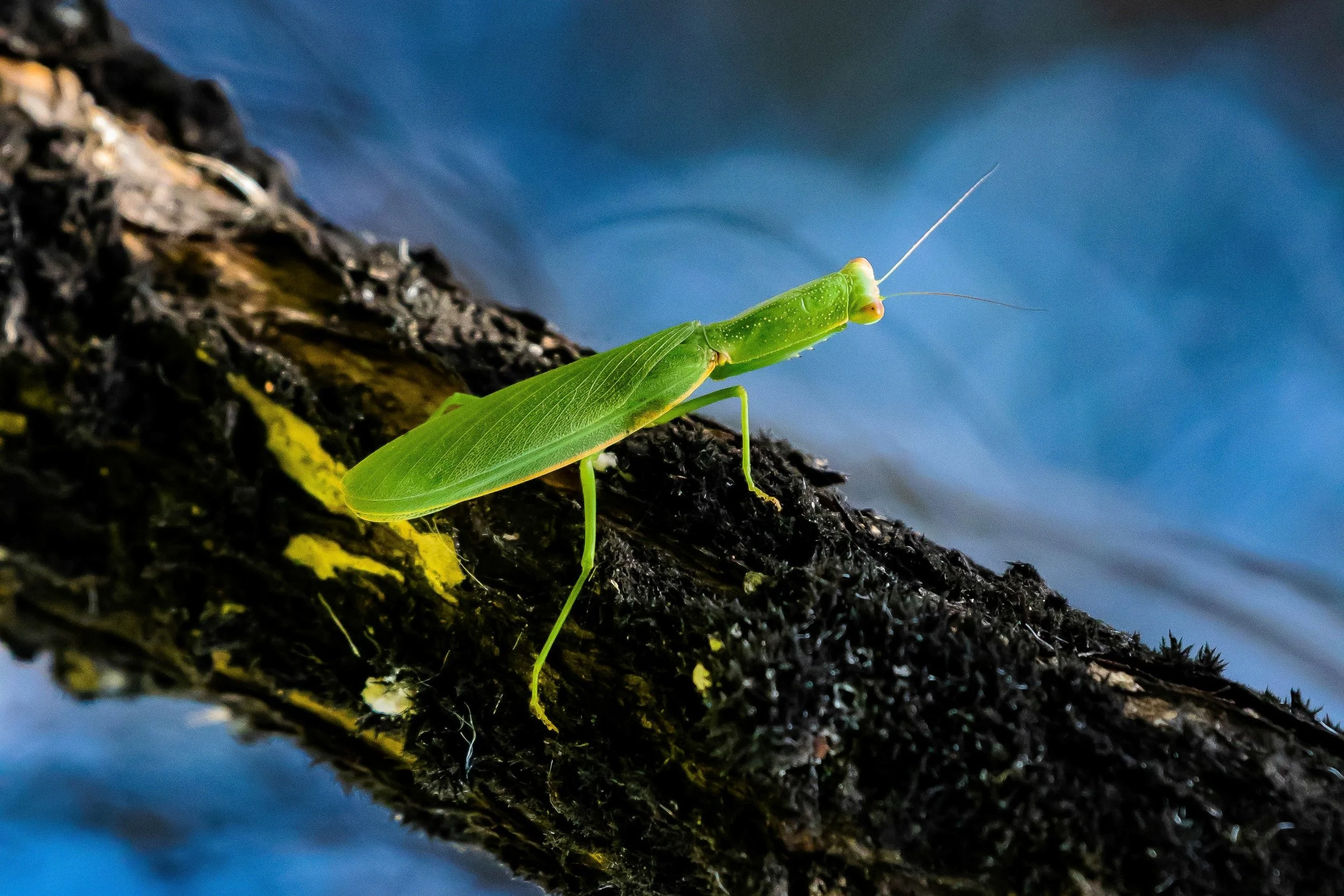 Praying Mantis,-318.JPG
