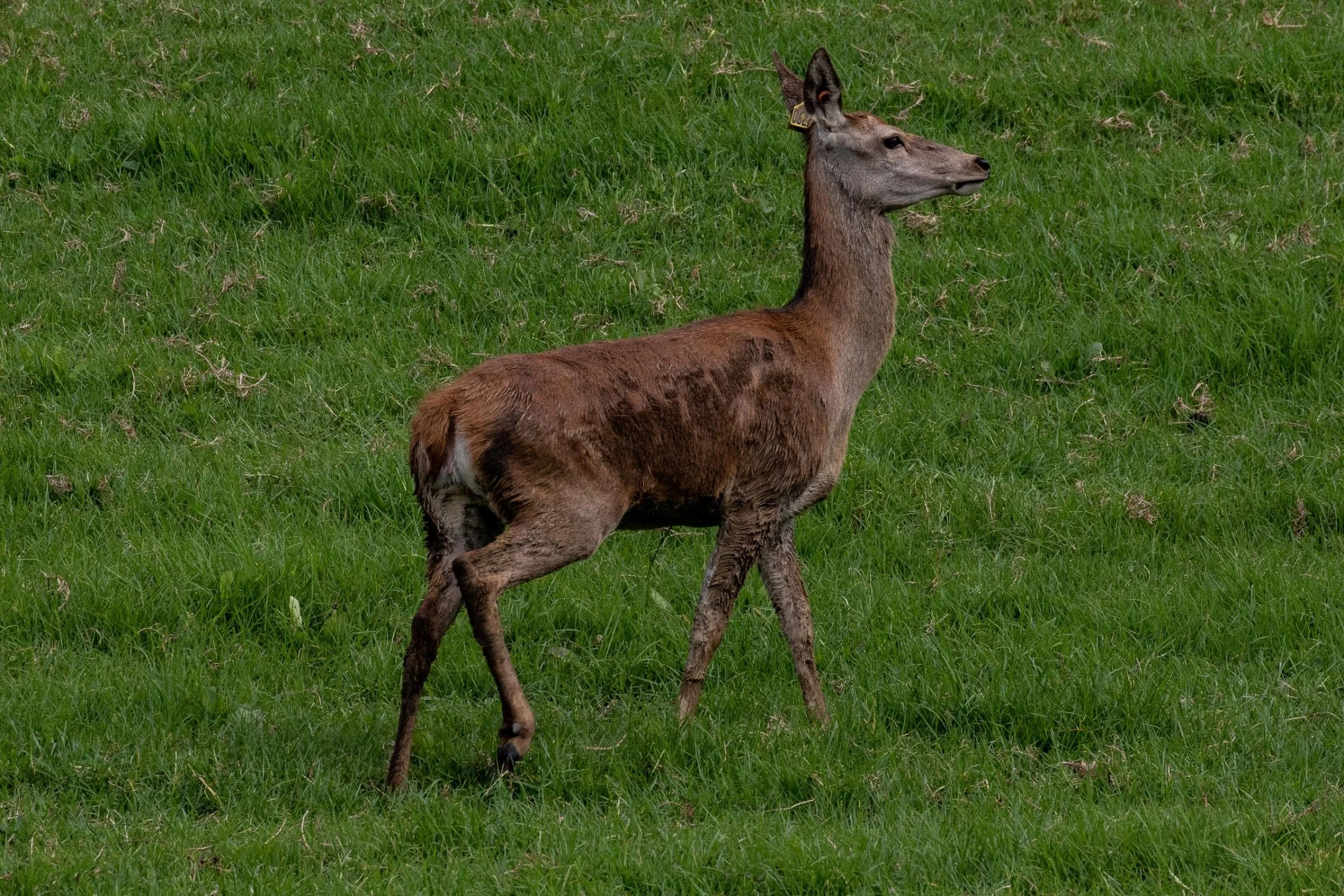 Red Deer,-416.JPG