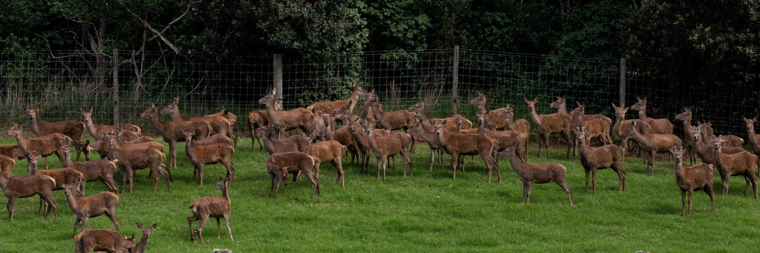 Red Deer,-421.JPG