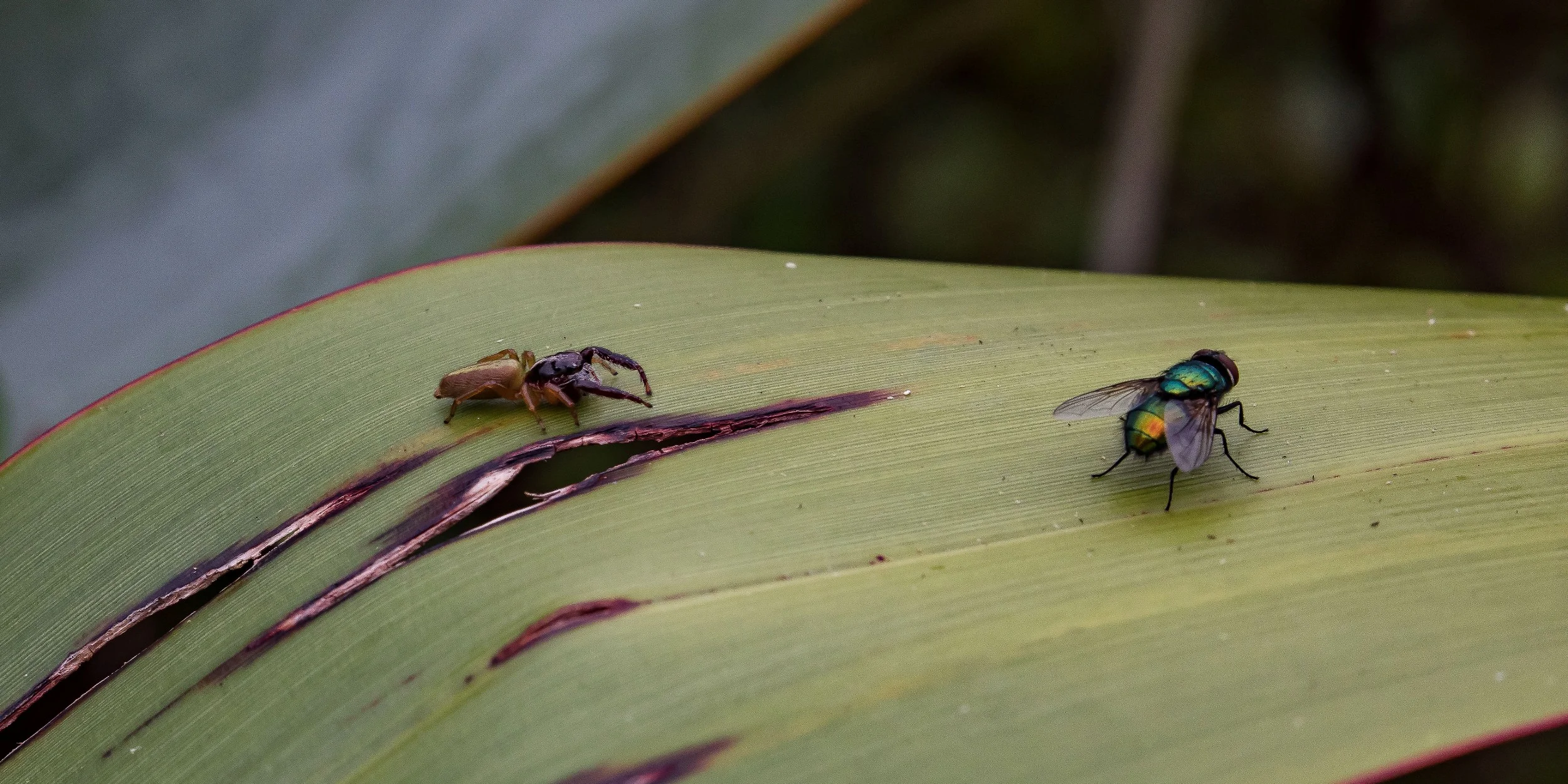 Spider & Fly,-788.JPG