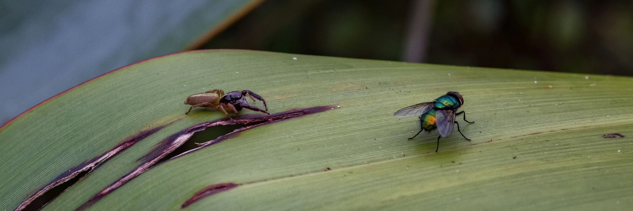 Spider & Fly,-789.JPG