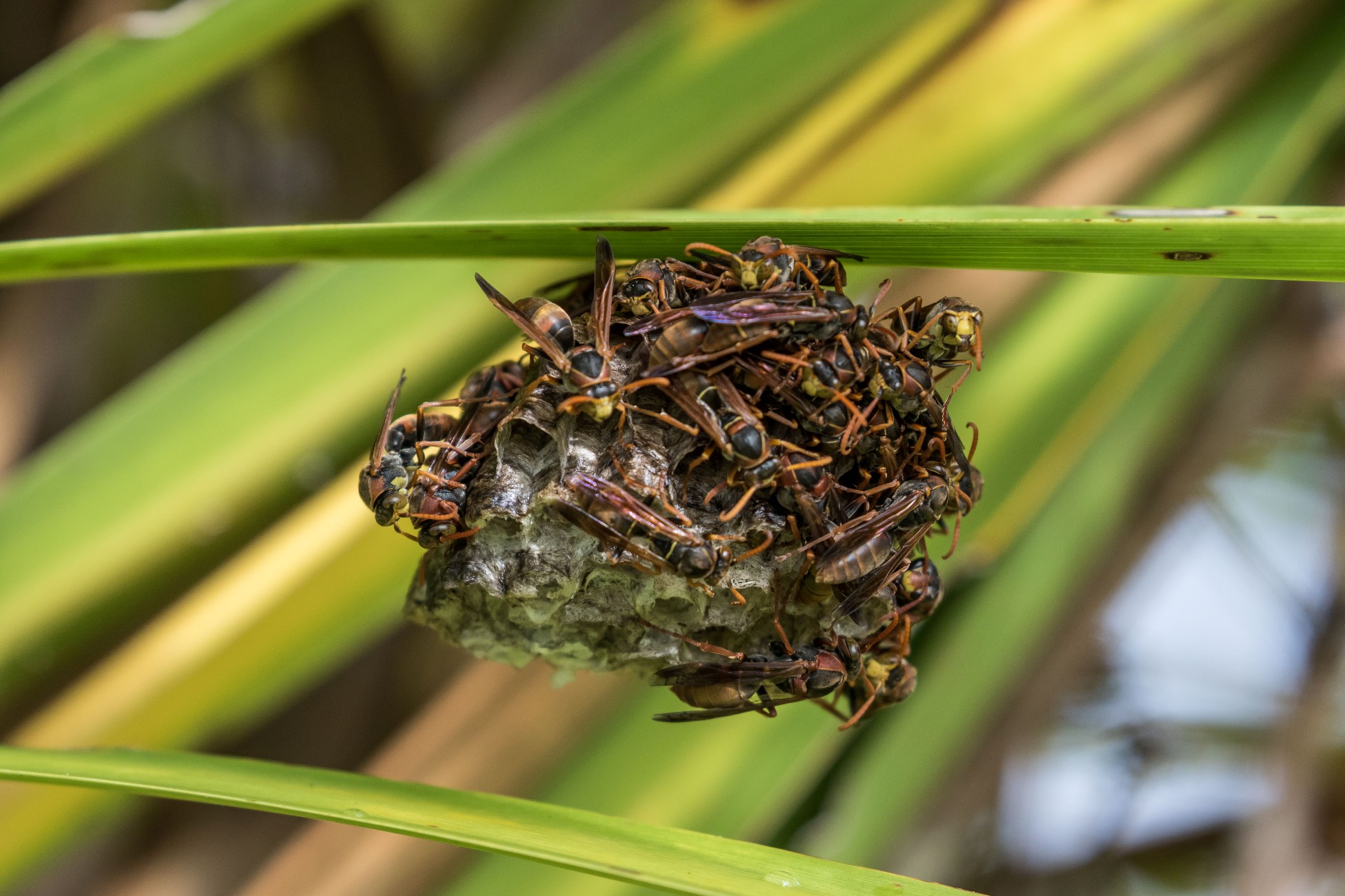 Wasp Nest,d-3366.jpg