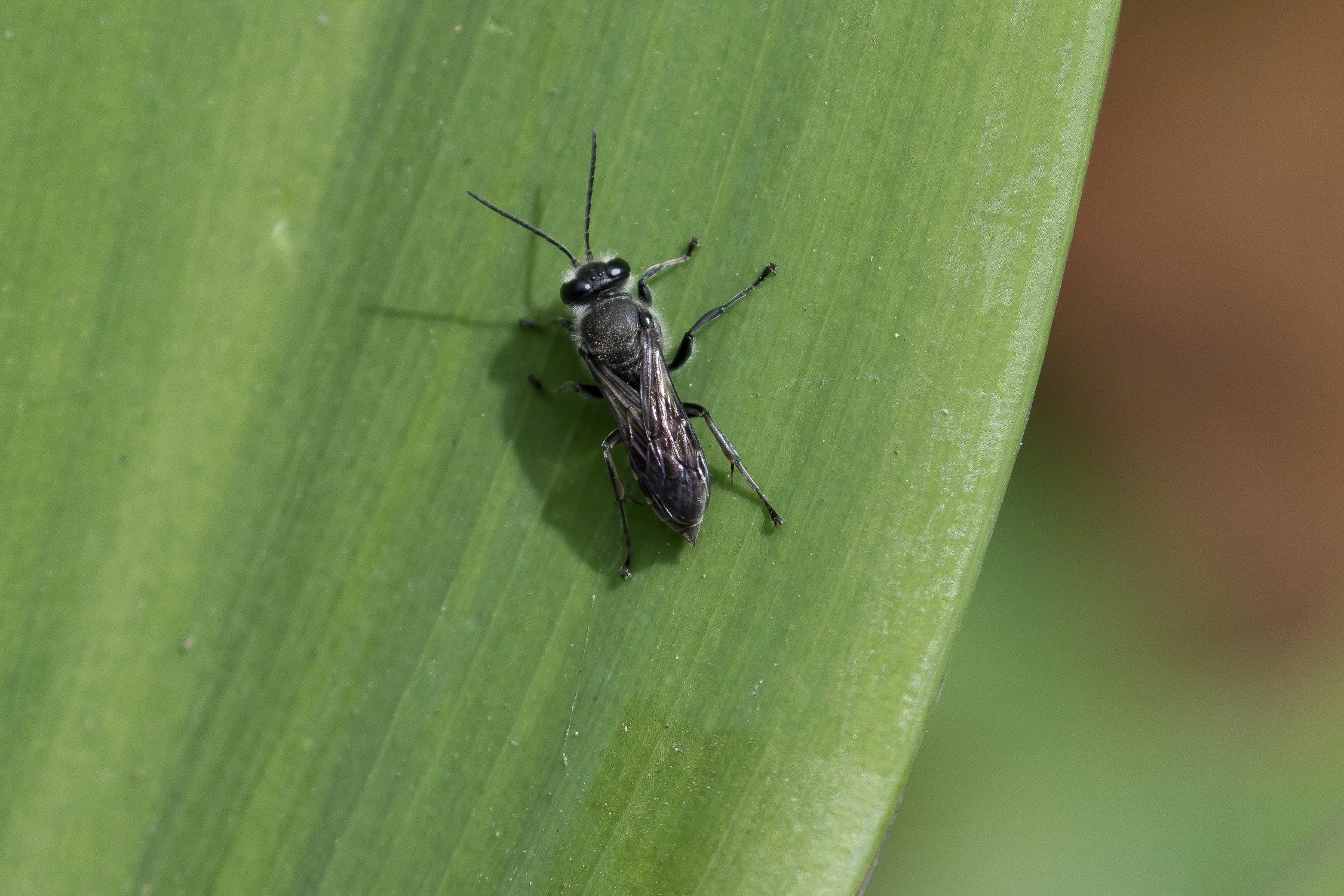 Stonefly,-008.JPG