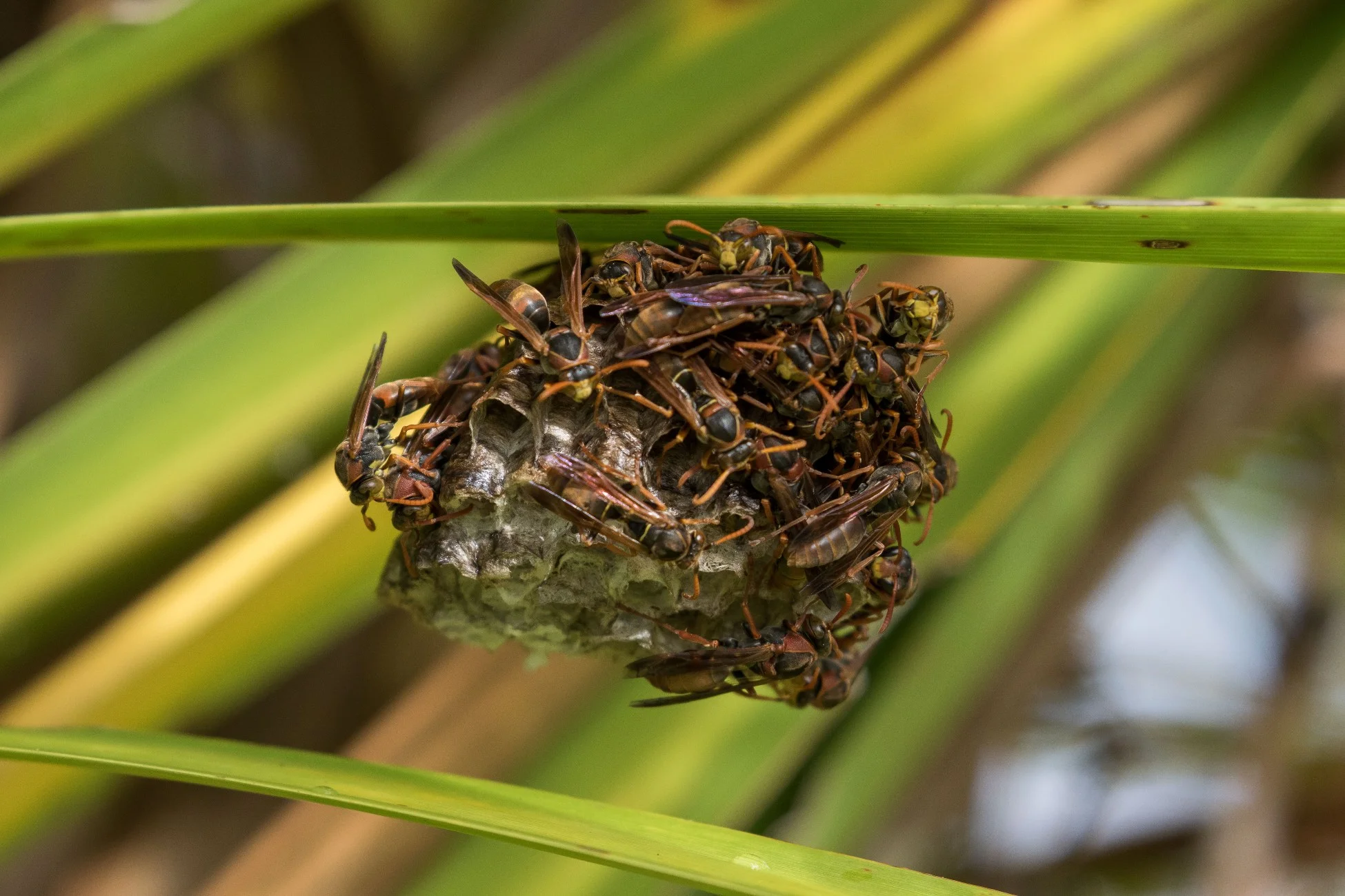 Wasp Nest,d-3367.jpg