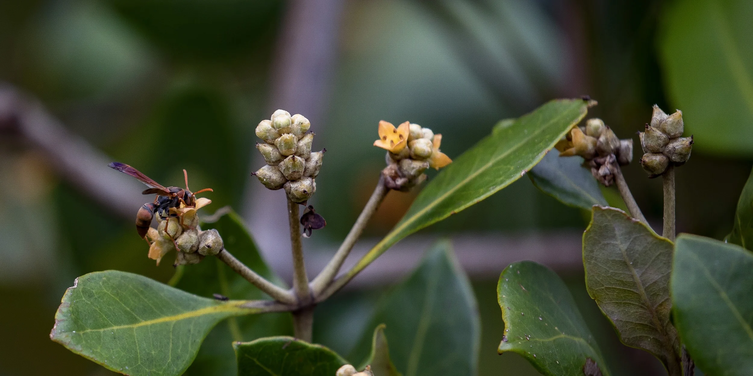 Wasp,Mangrove,-798.JPG